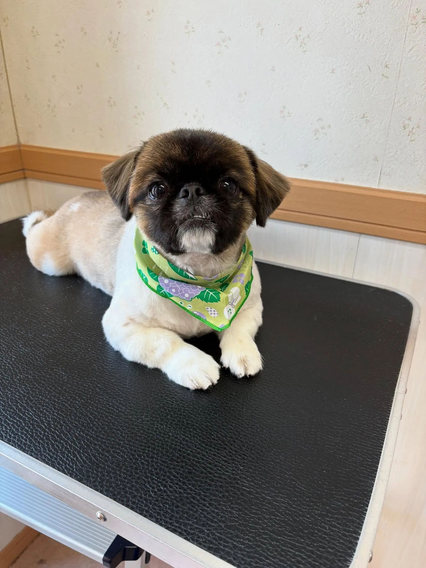 犬のトリミング✂️