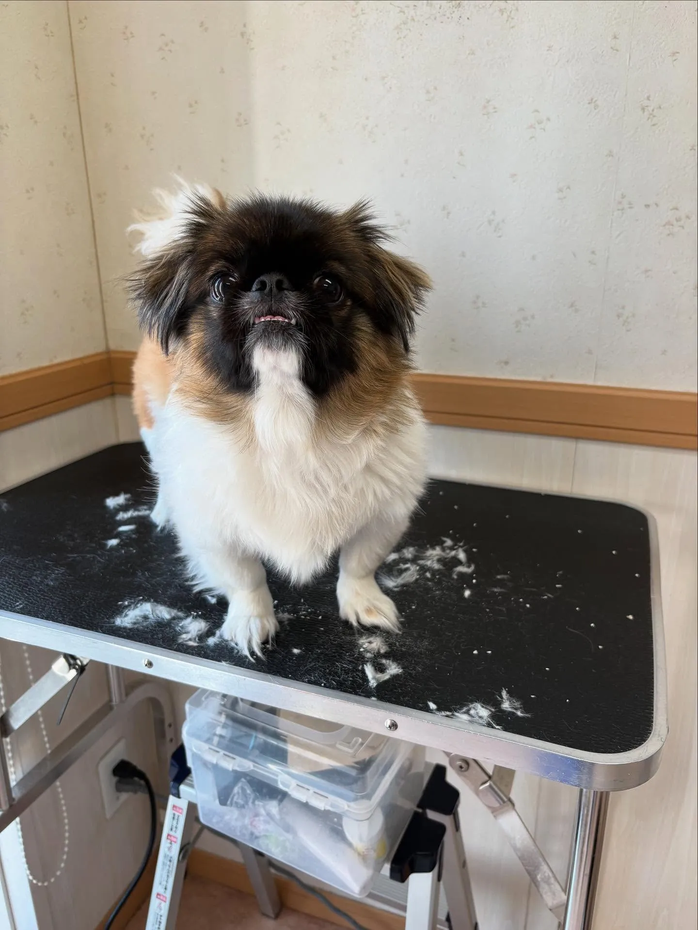 犬のトリミング✂️