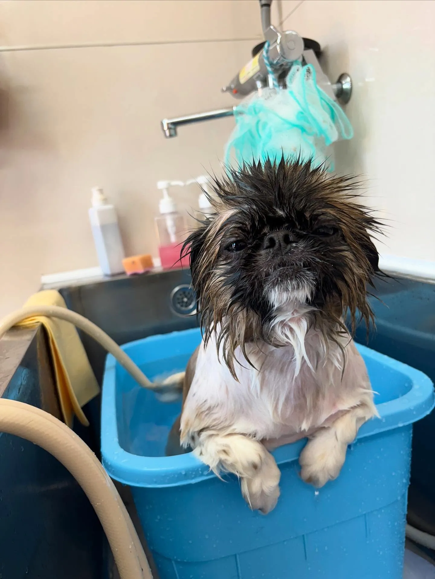 犬のトリミング✂️