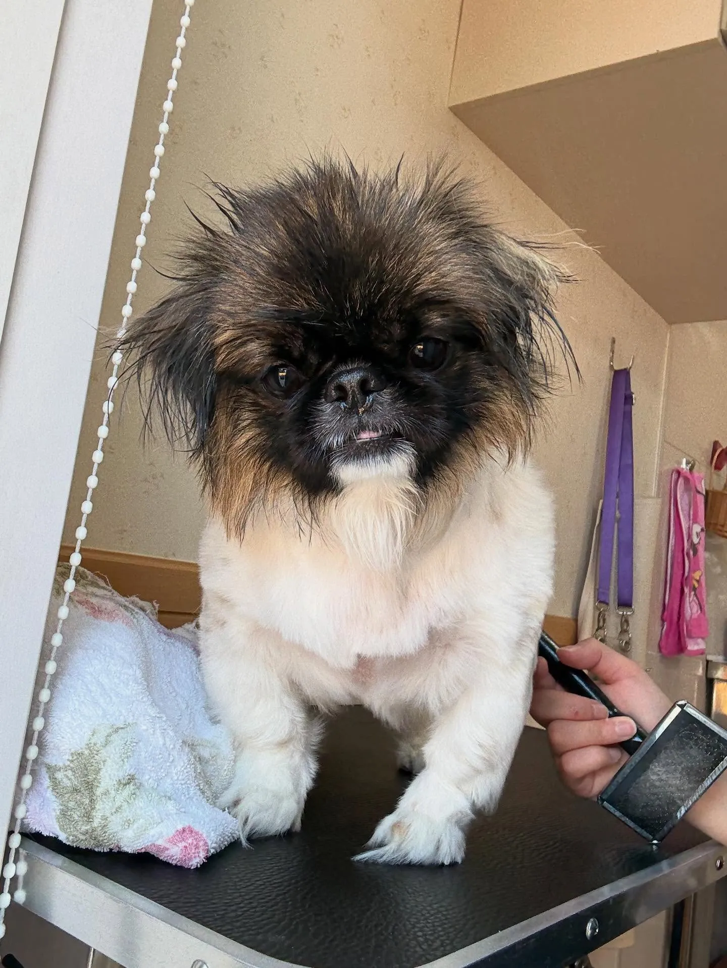 犬のトリミング✂️