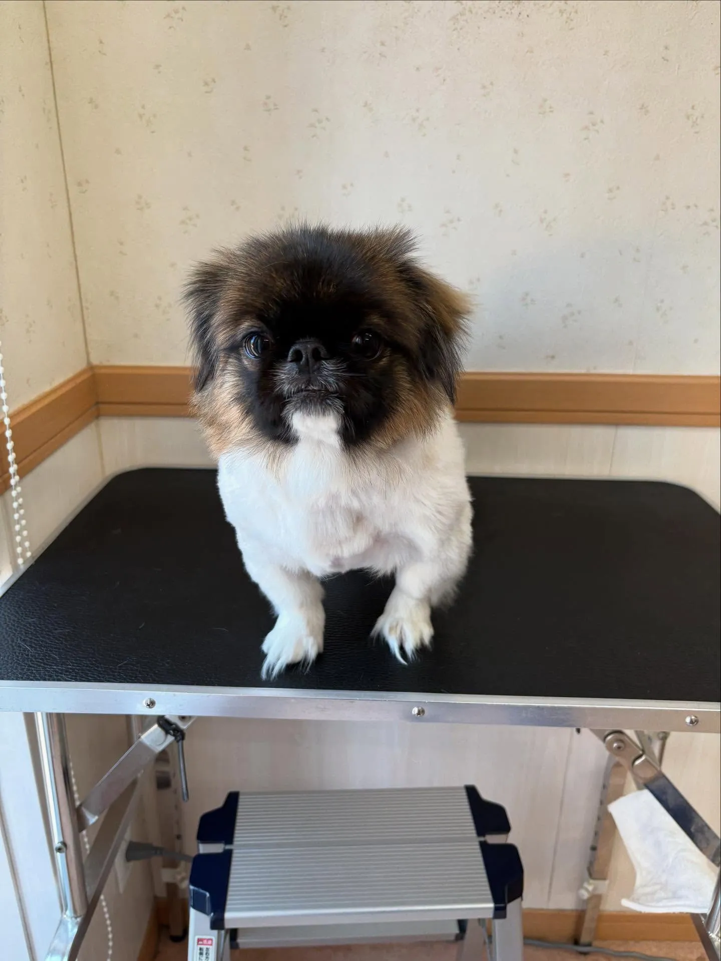 犬のトリミング✂️