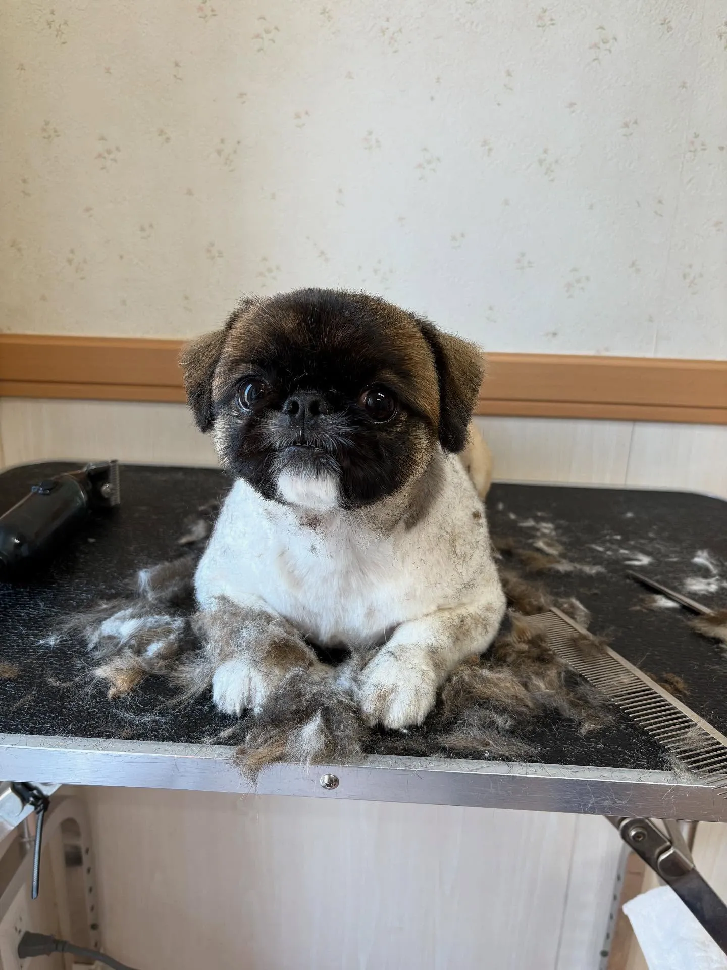 犬のトリミング✂️