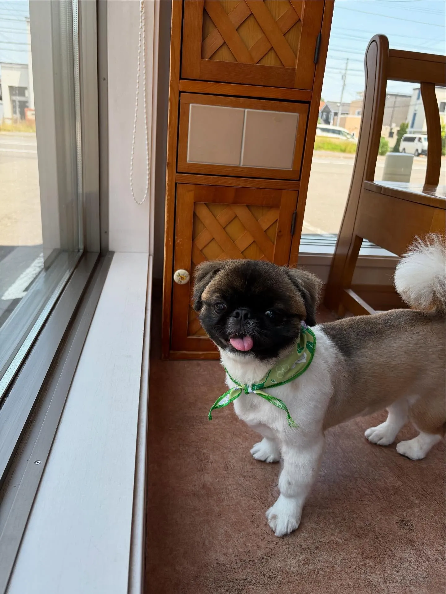 犬のトリミング✂️