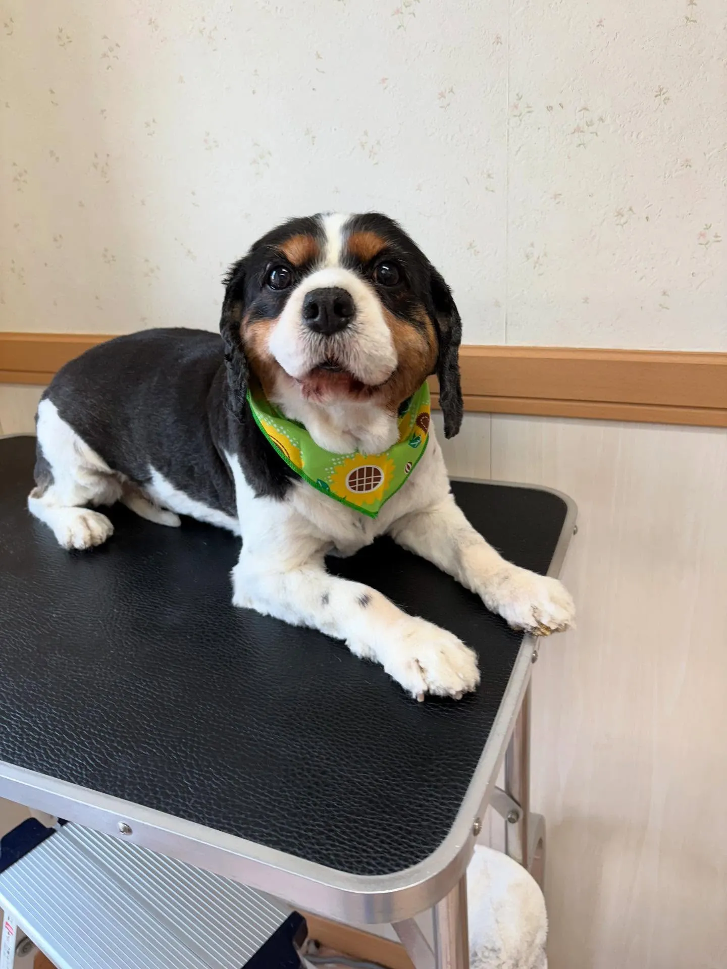 犬のトリミング✂️