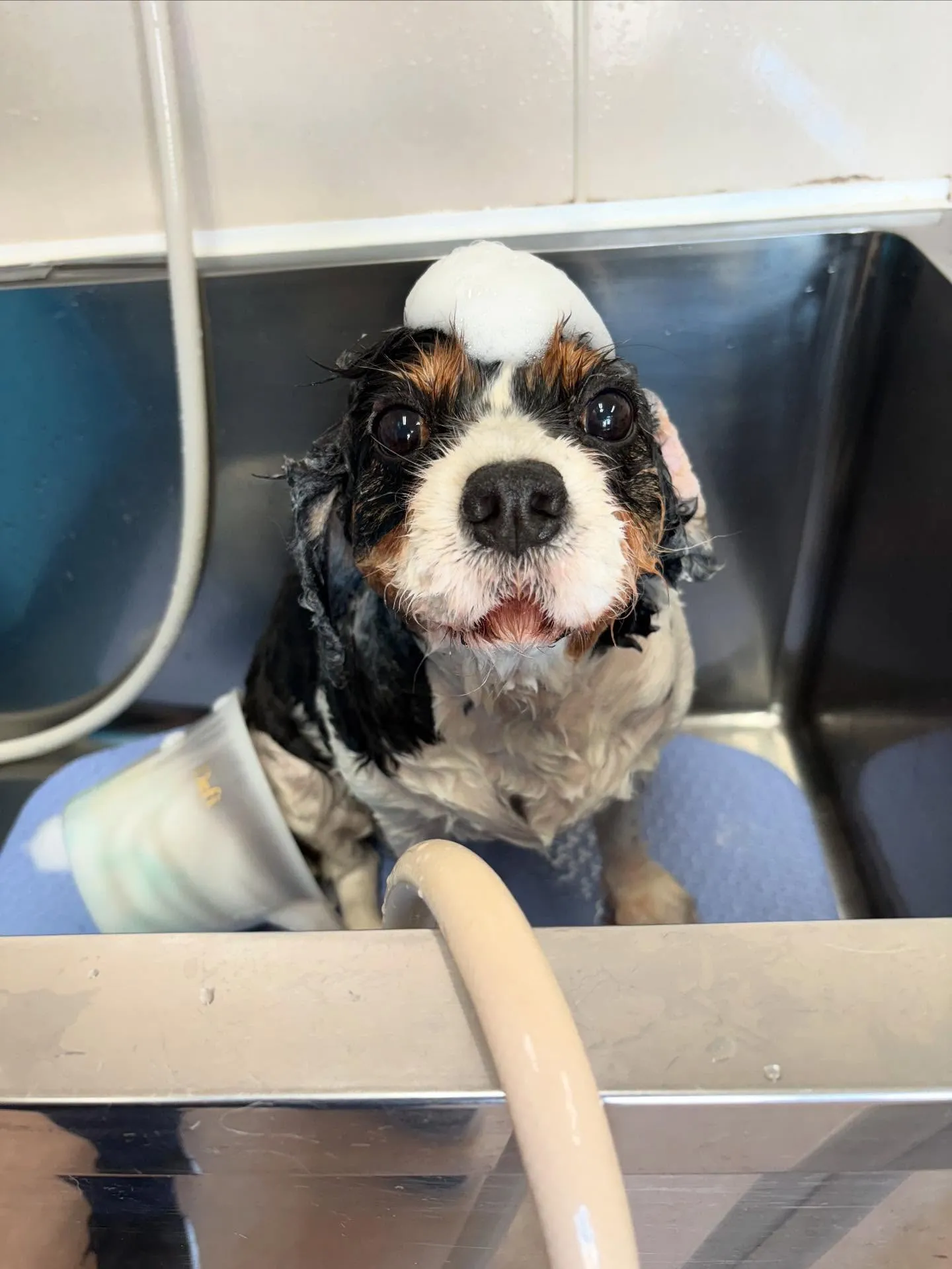 犬のトリミング✂️