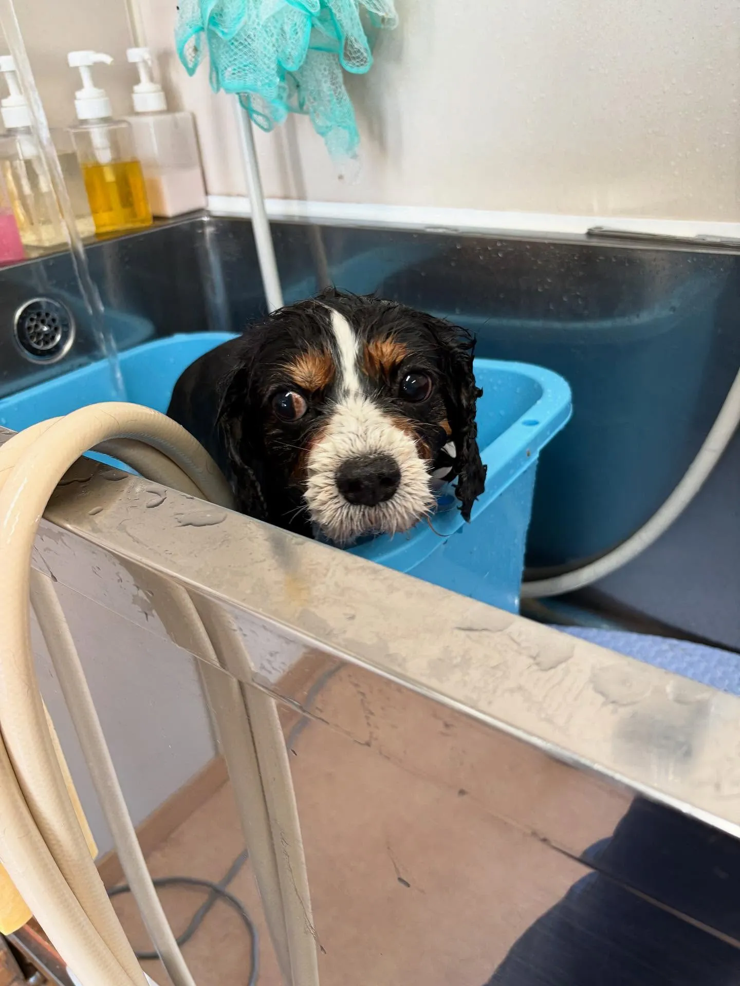 犬のトリミング✂️