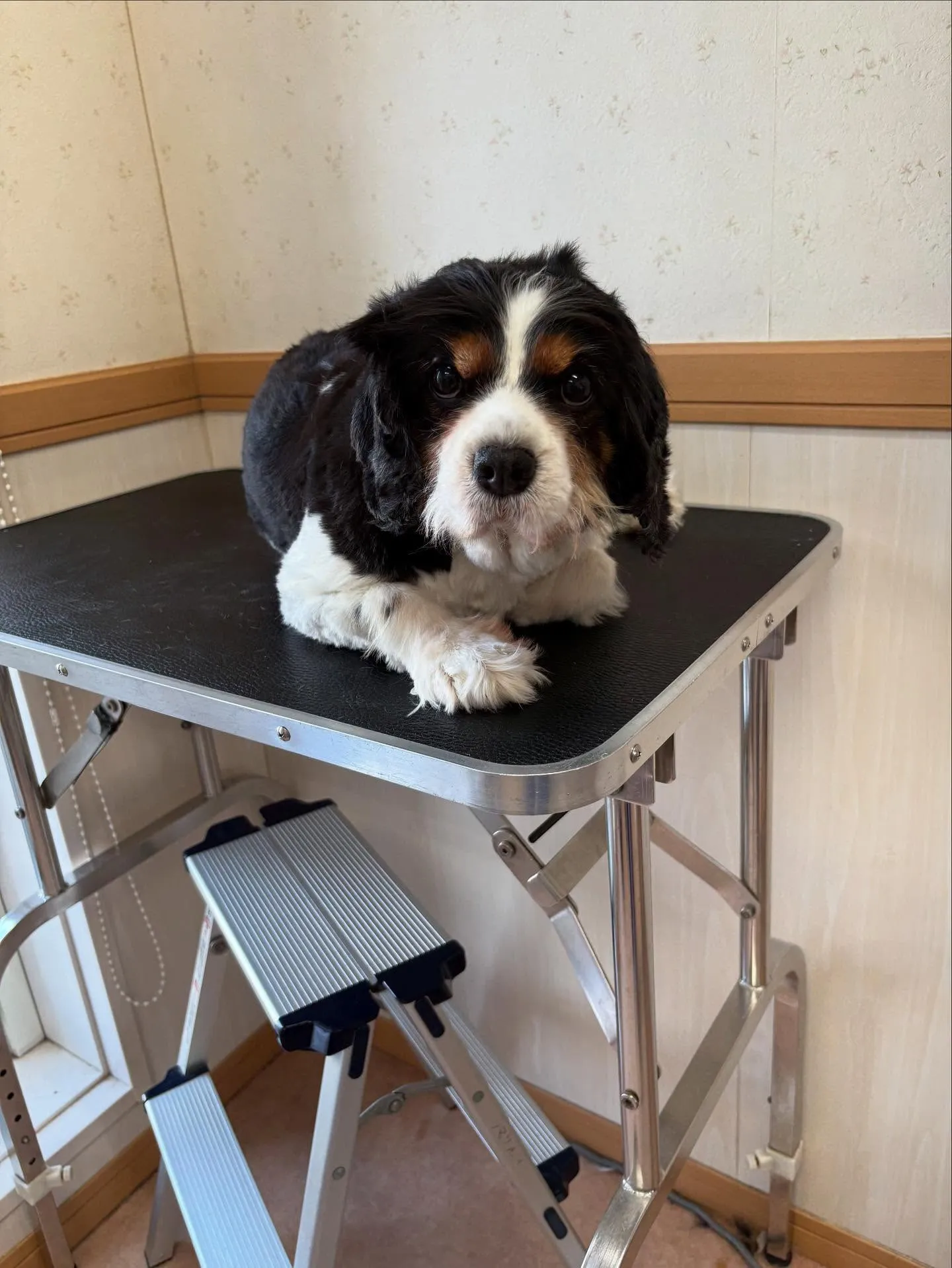 犬のトリミング✂️