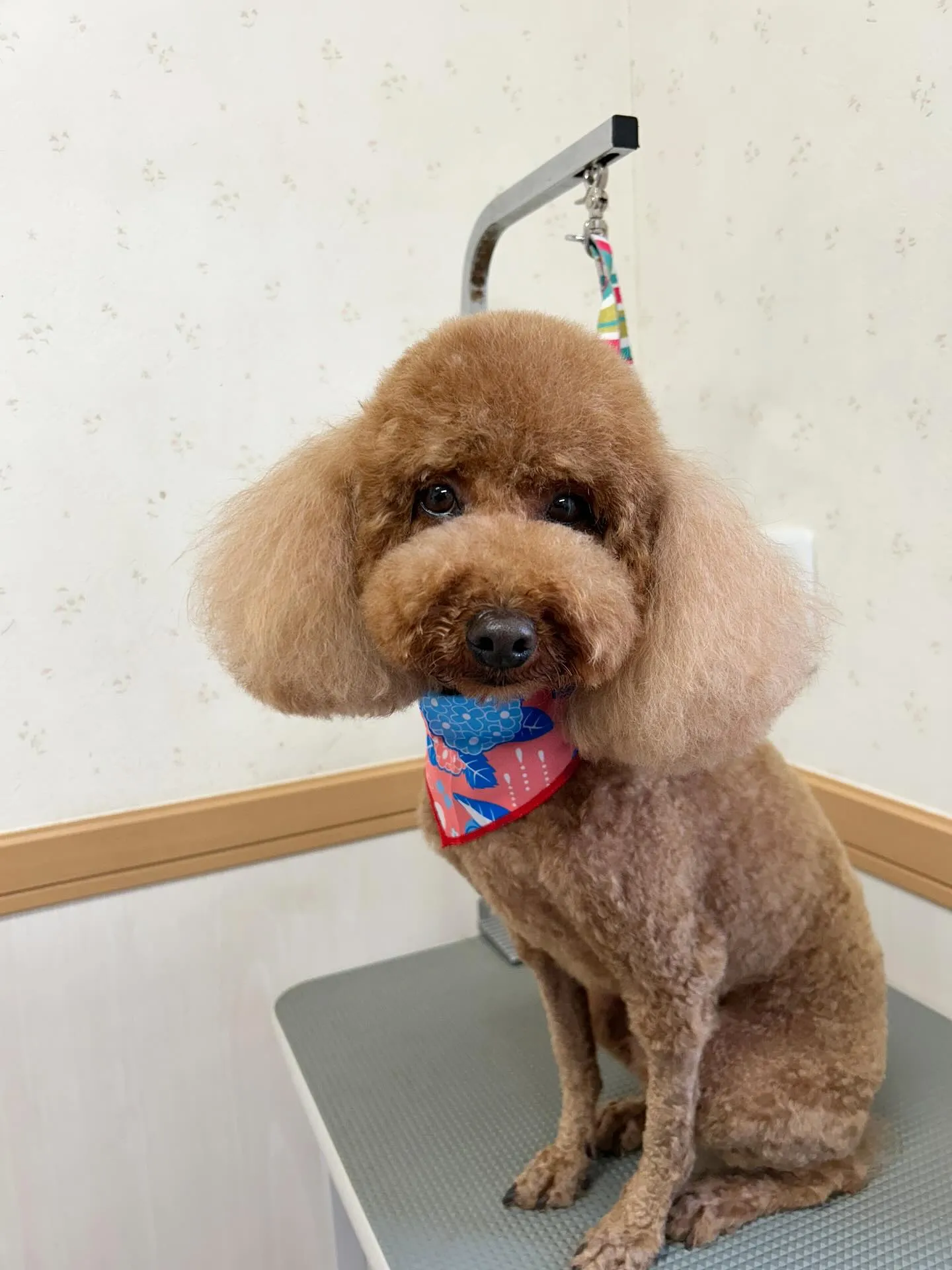 犬のトリミング✂️