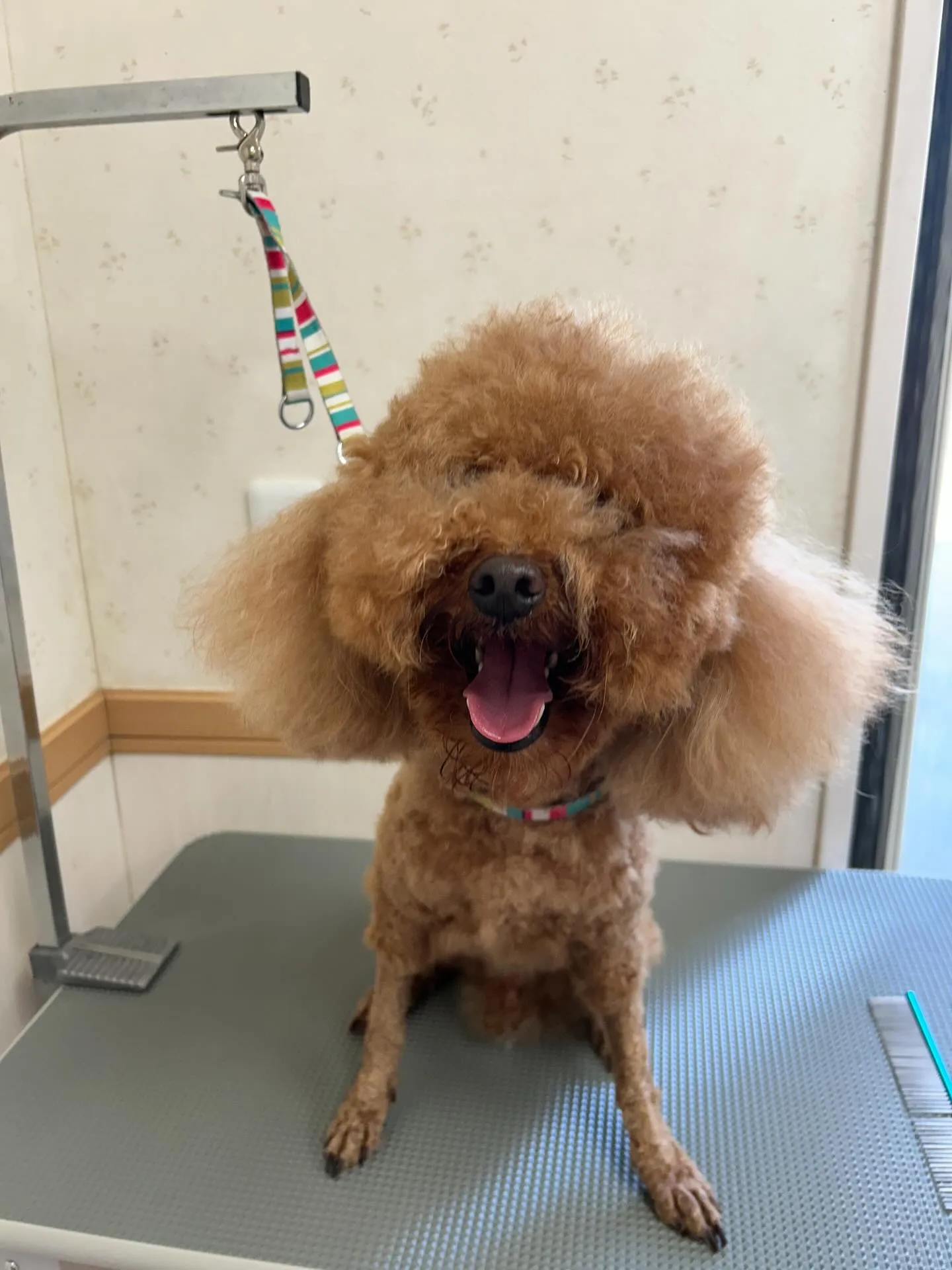犬のトリミング✂️