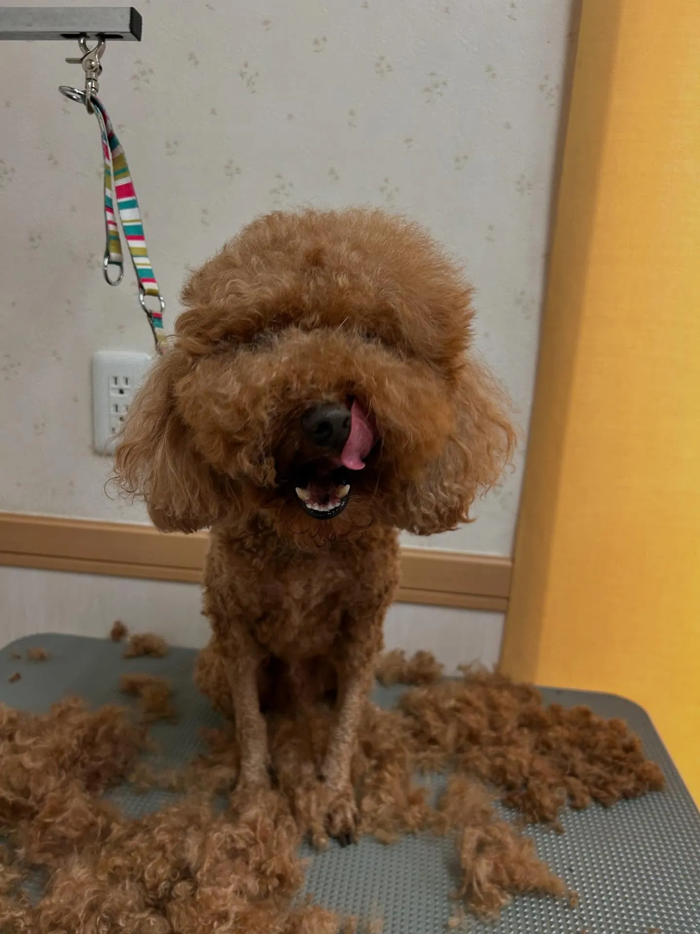 犬のトリミング✂️