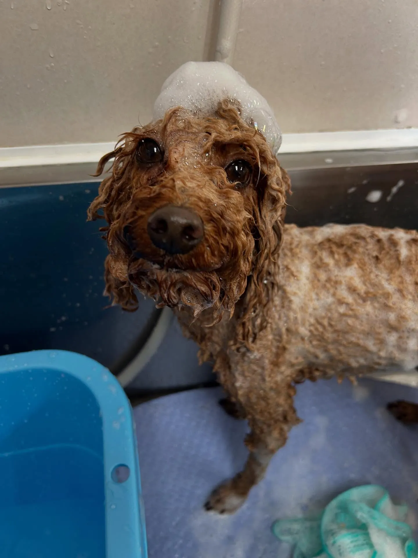 犬のトリミング✂️
