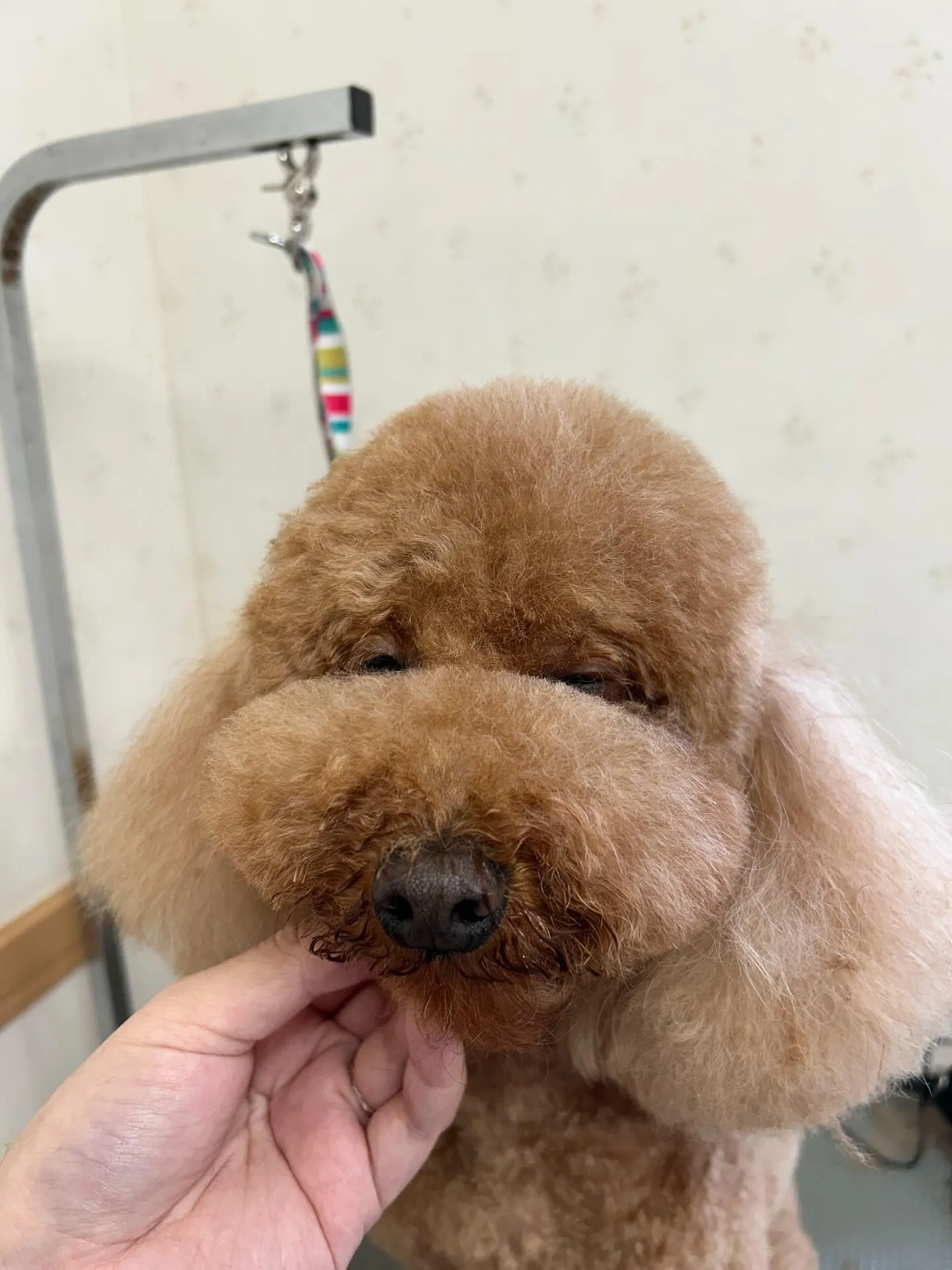 犬のトリミング✂️