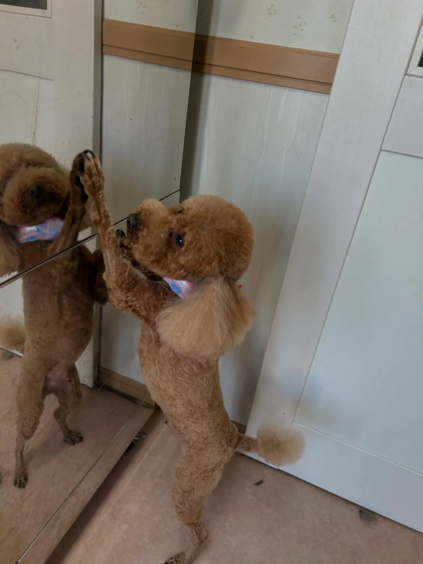 犬のトリミング✂️