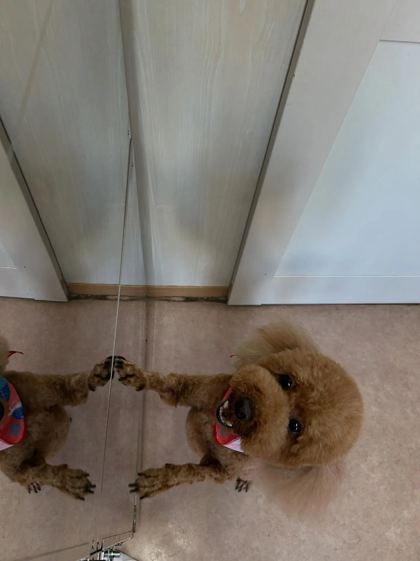 犬のトリミング✂️