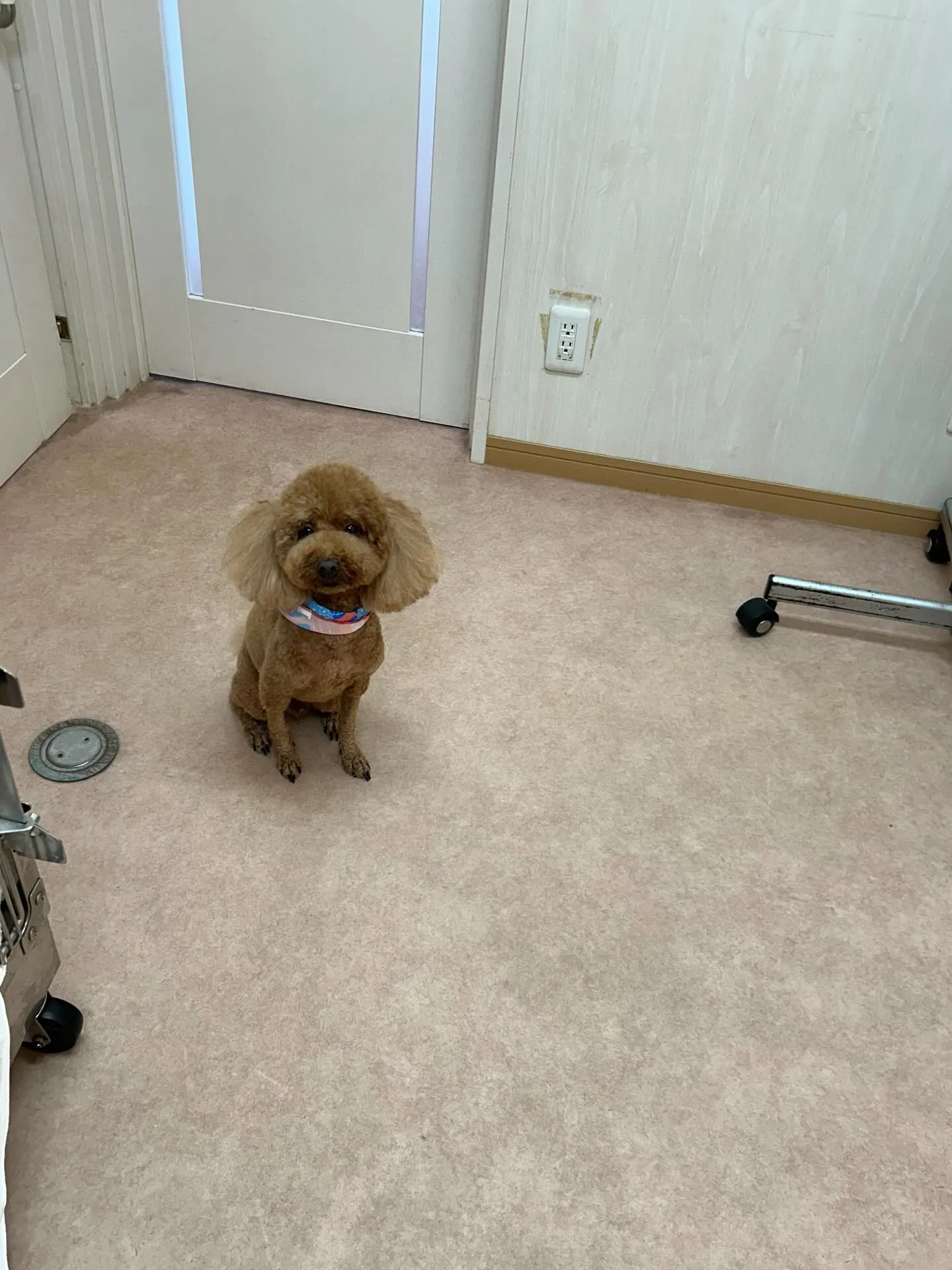 犬のトリミング✂️