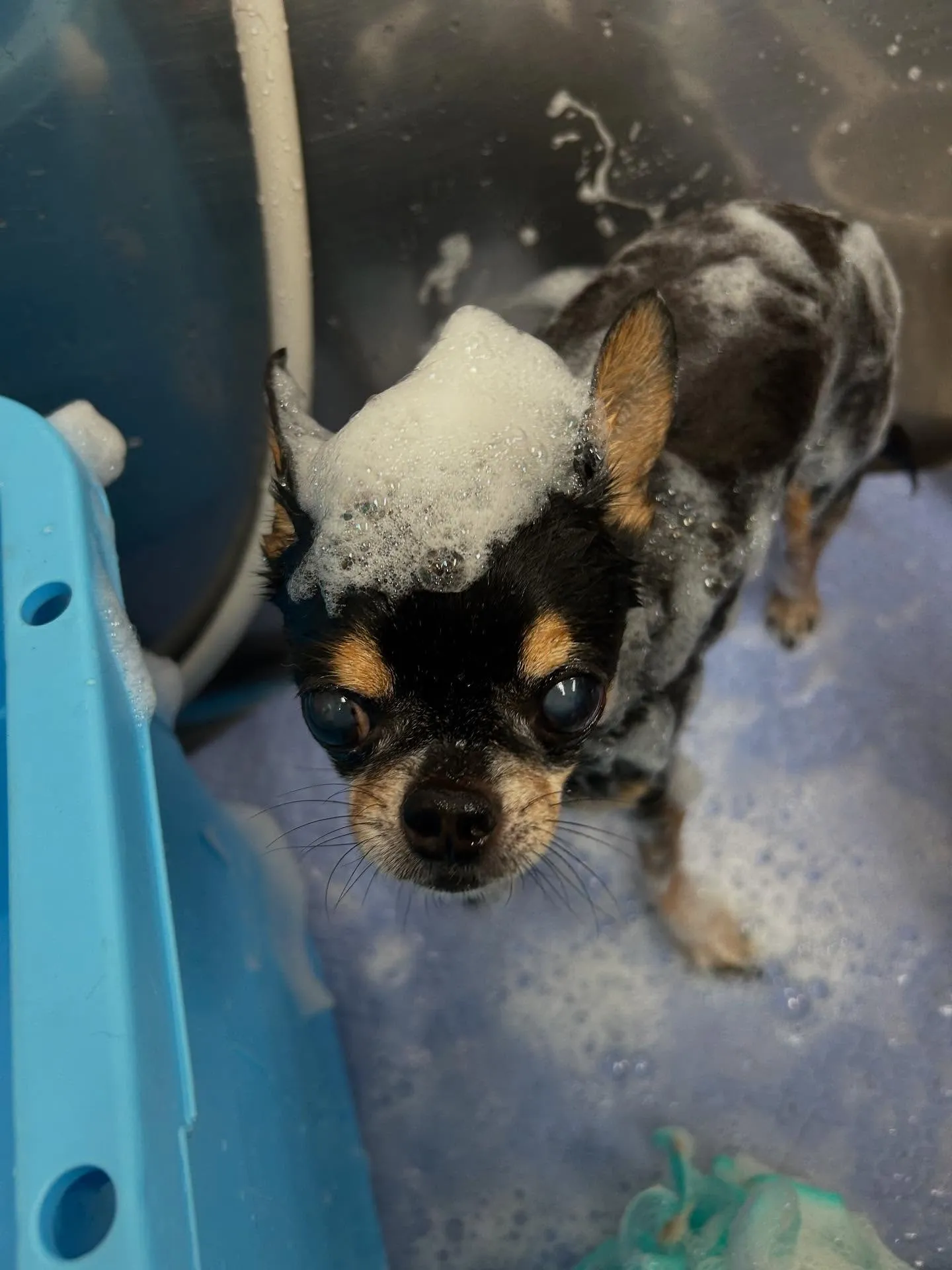 犬のシャンプー🫧