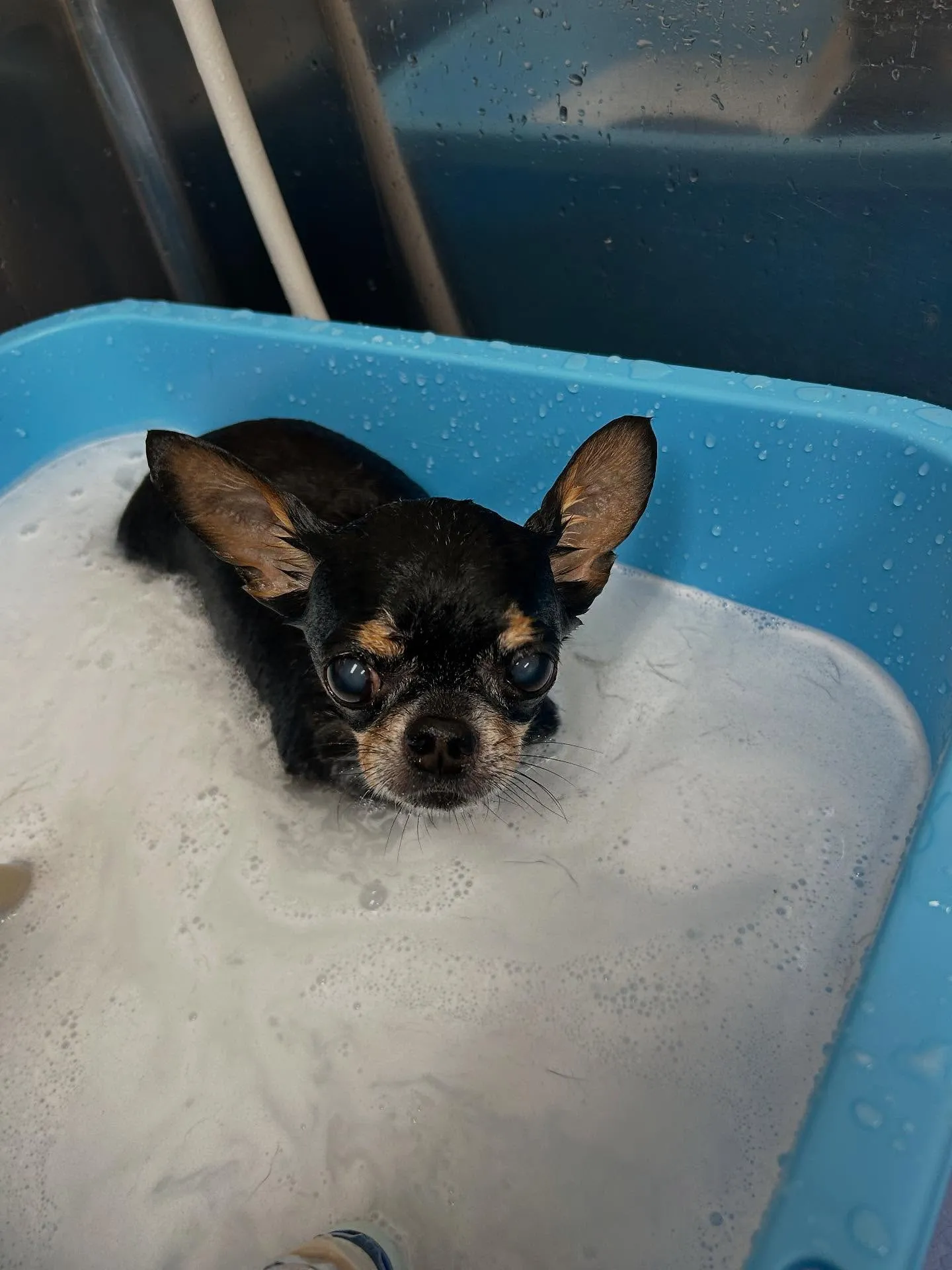 犬のシャンプー🫧