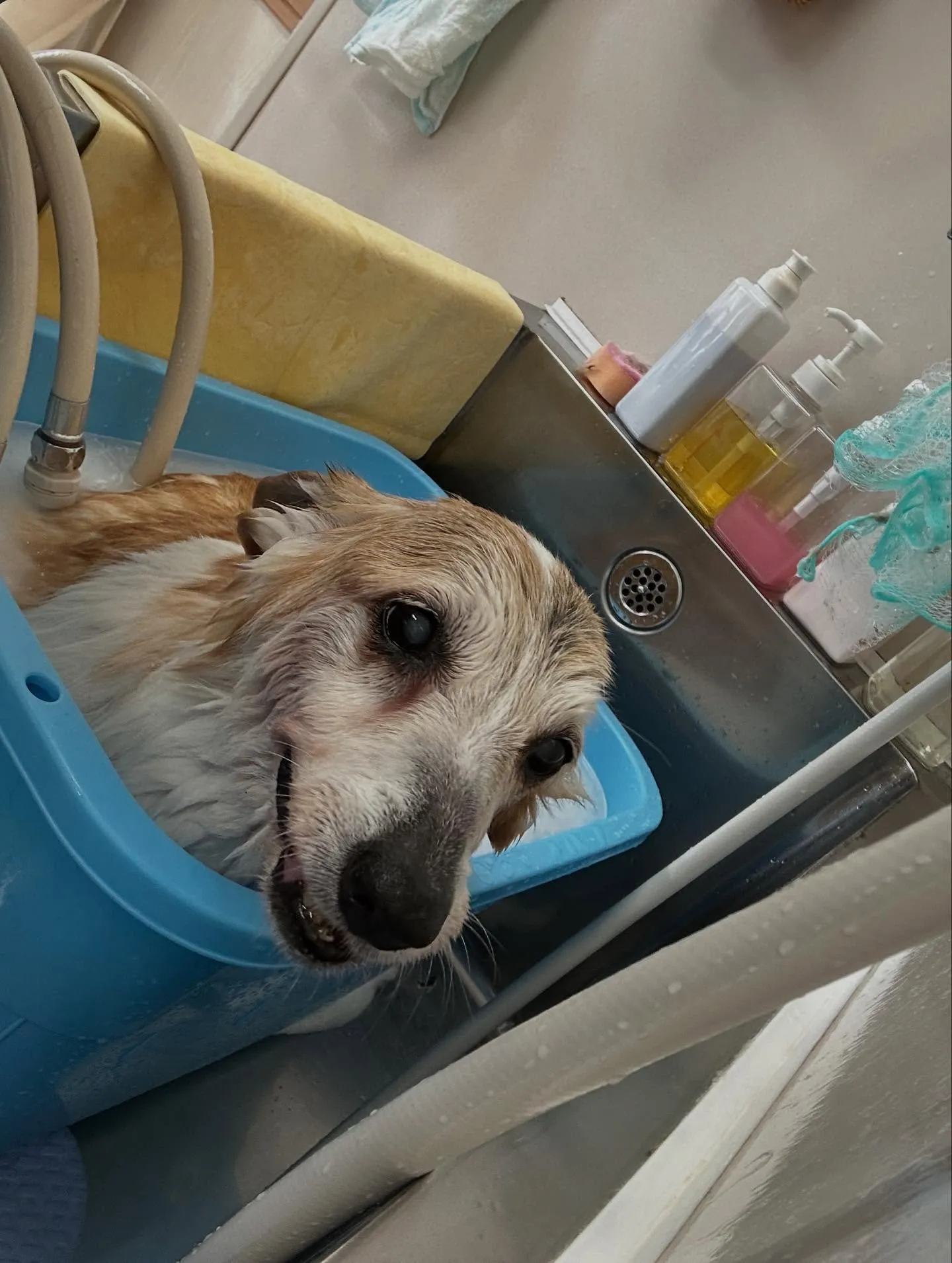 犬のシャンプー🫧
