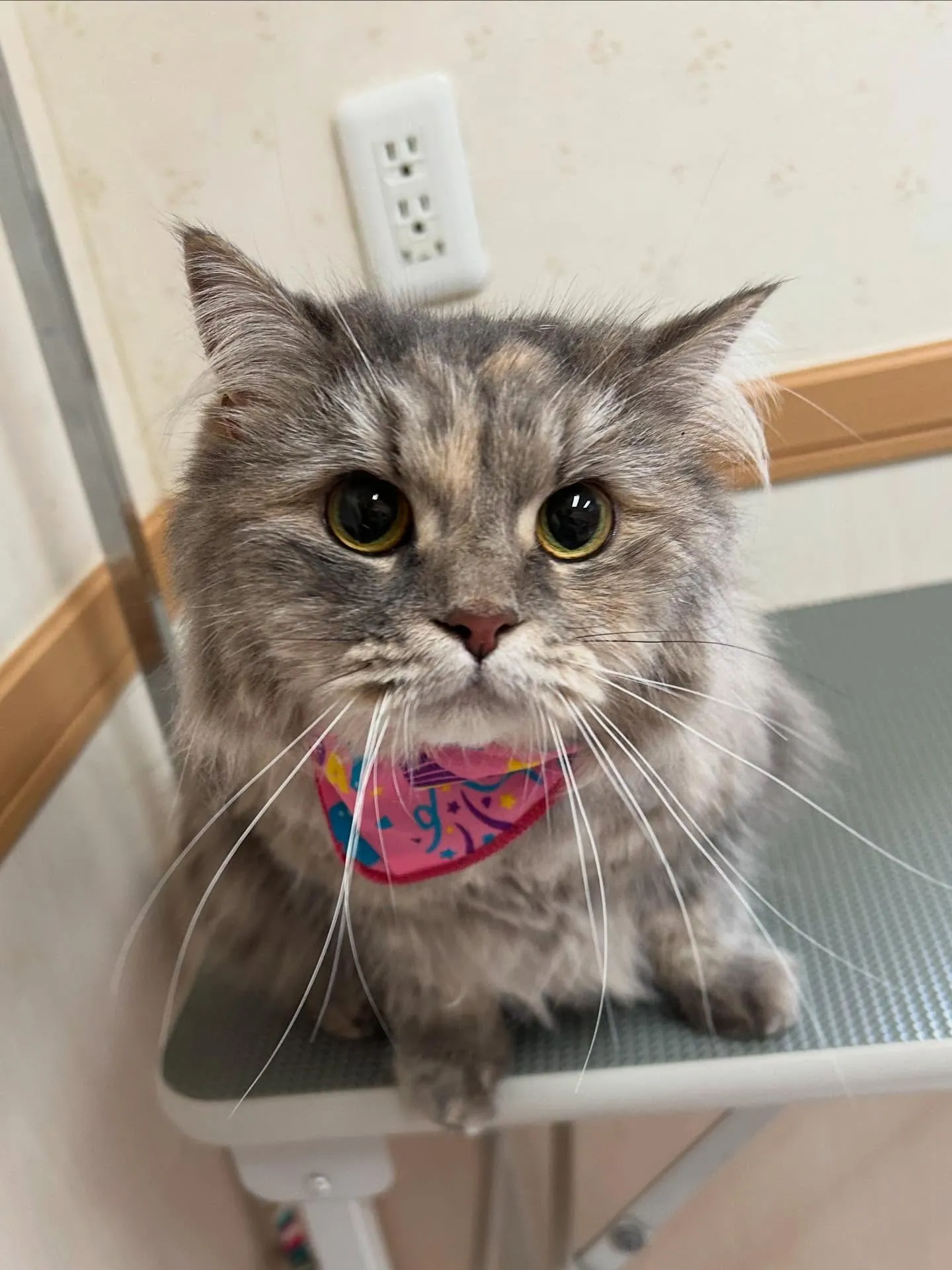 猫のトリミング✂️