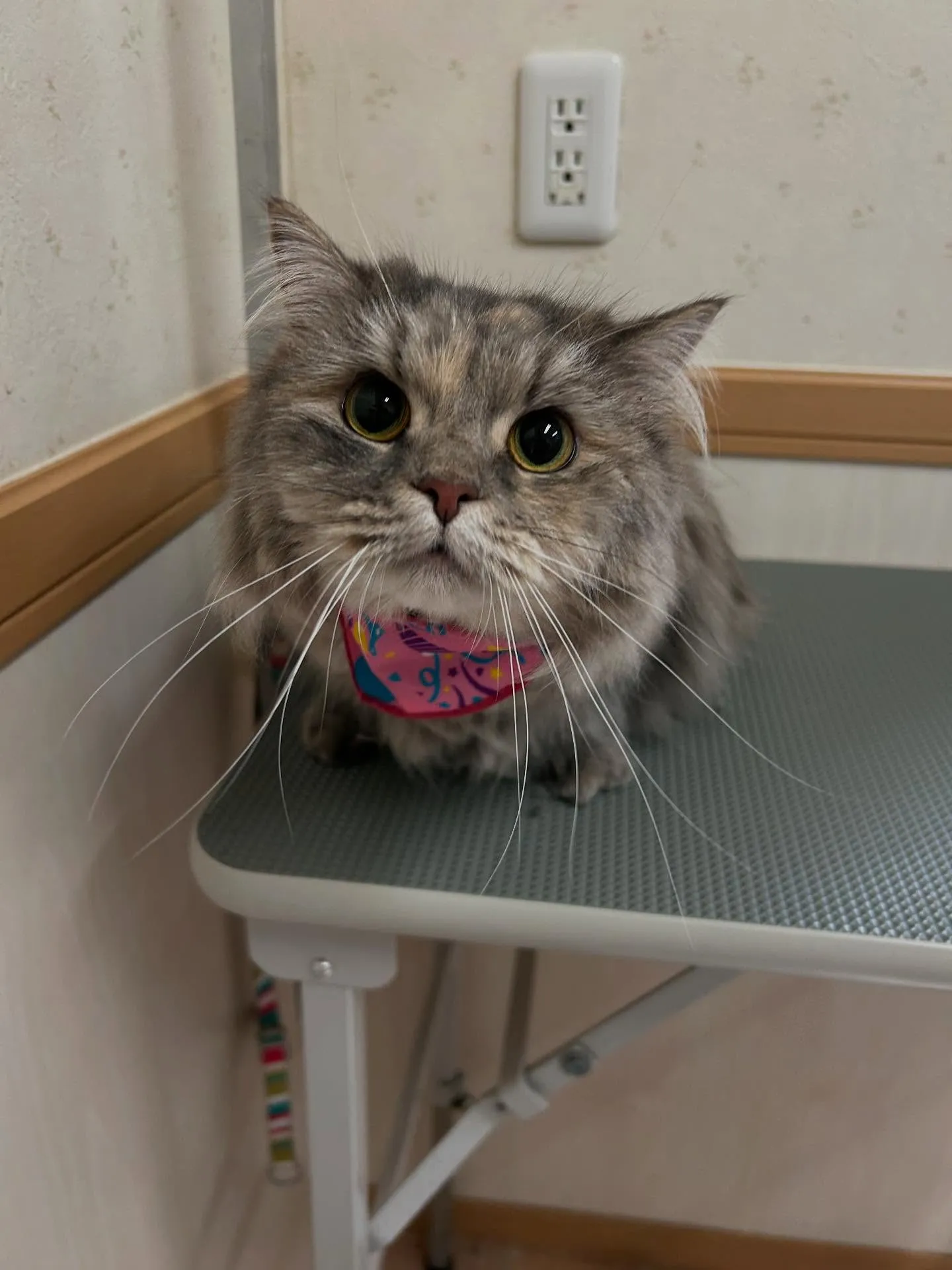 猫のトリミング✂️
