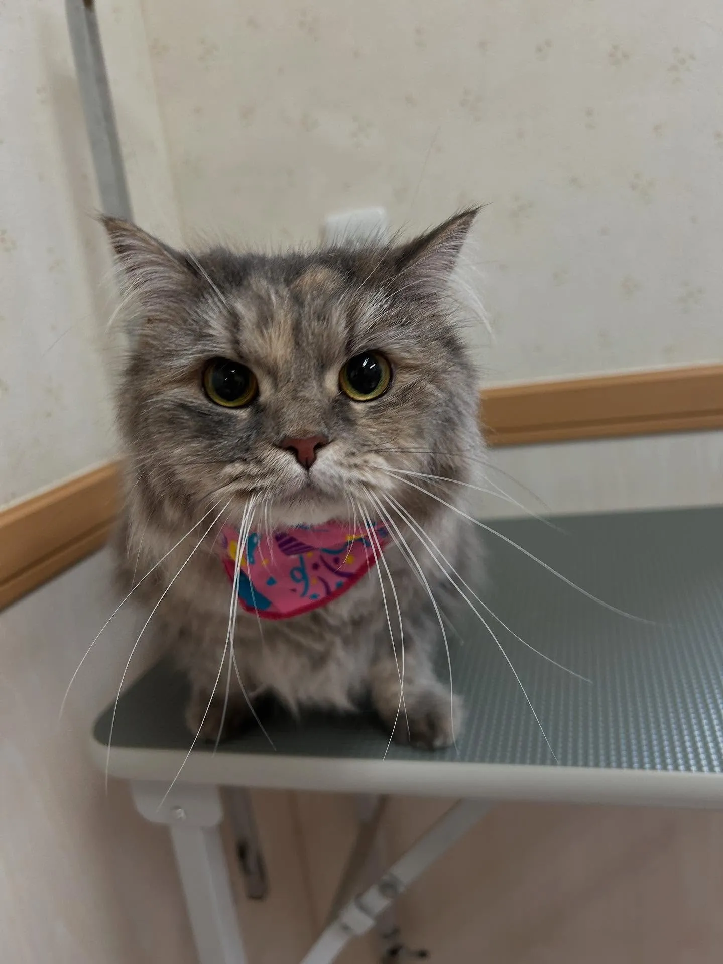 猫のトリミング✂️