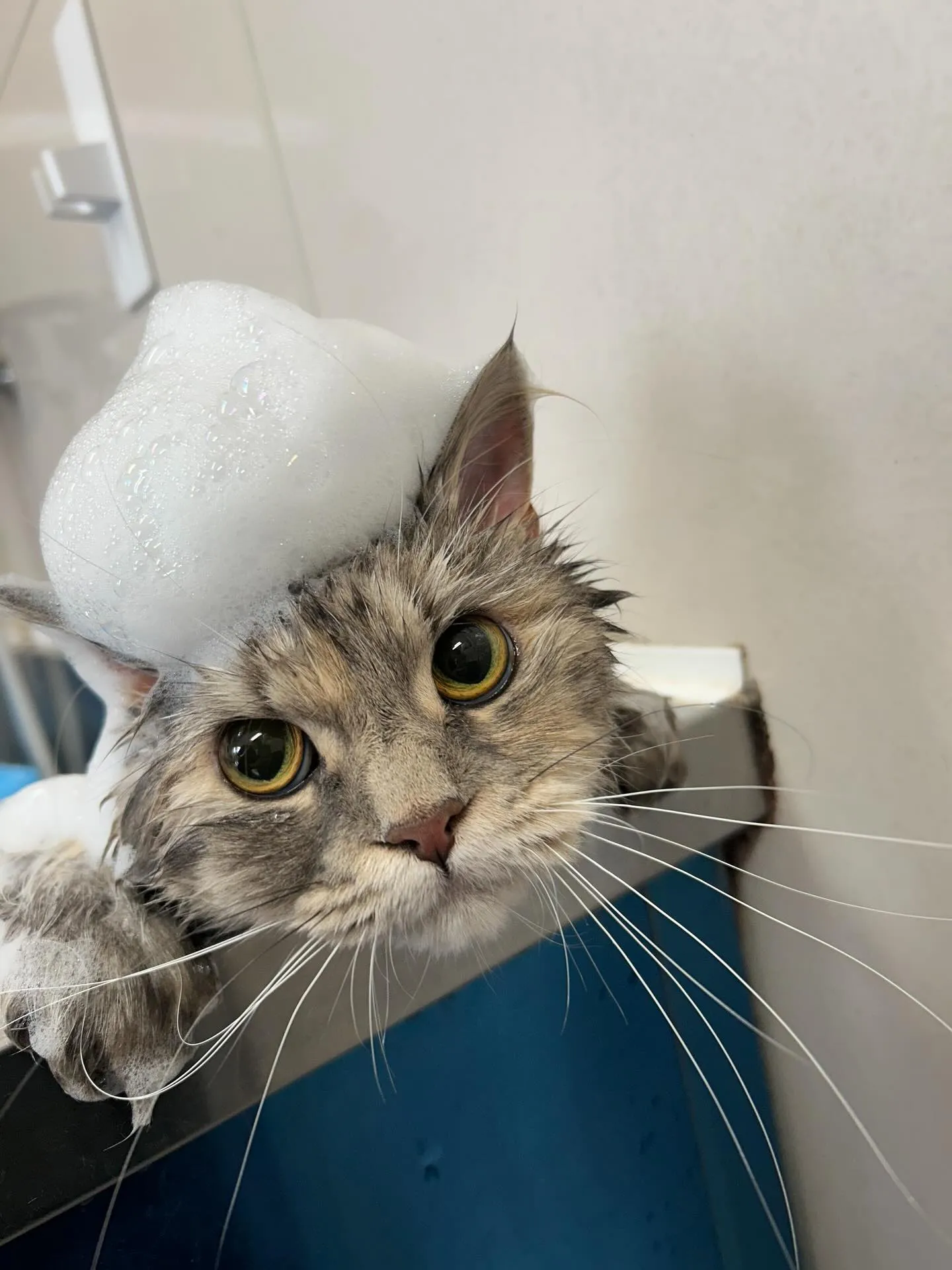 猫のトリミング✂️