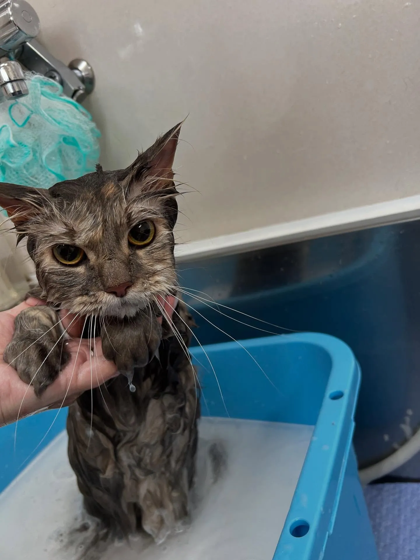 猫のトリミング✂️