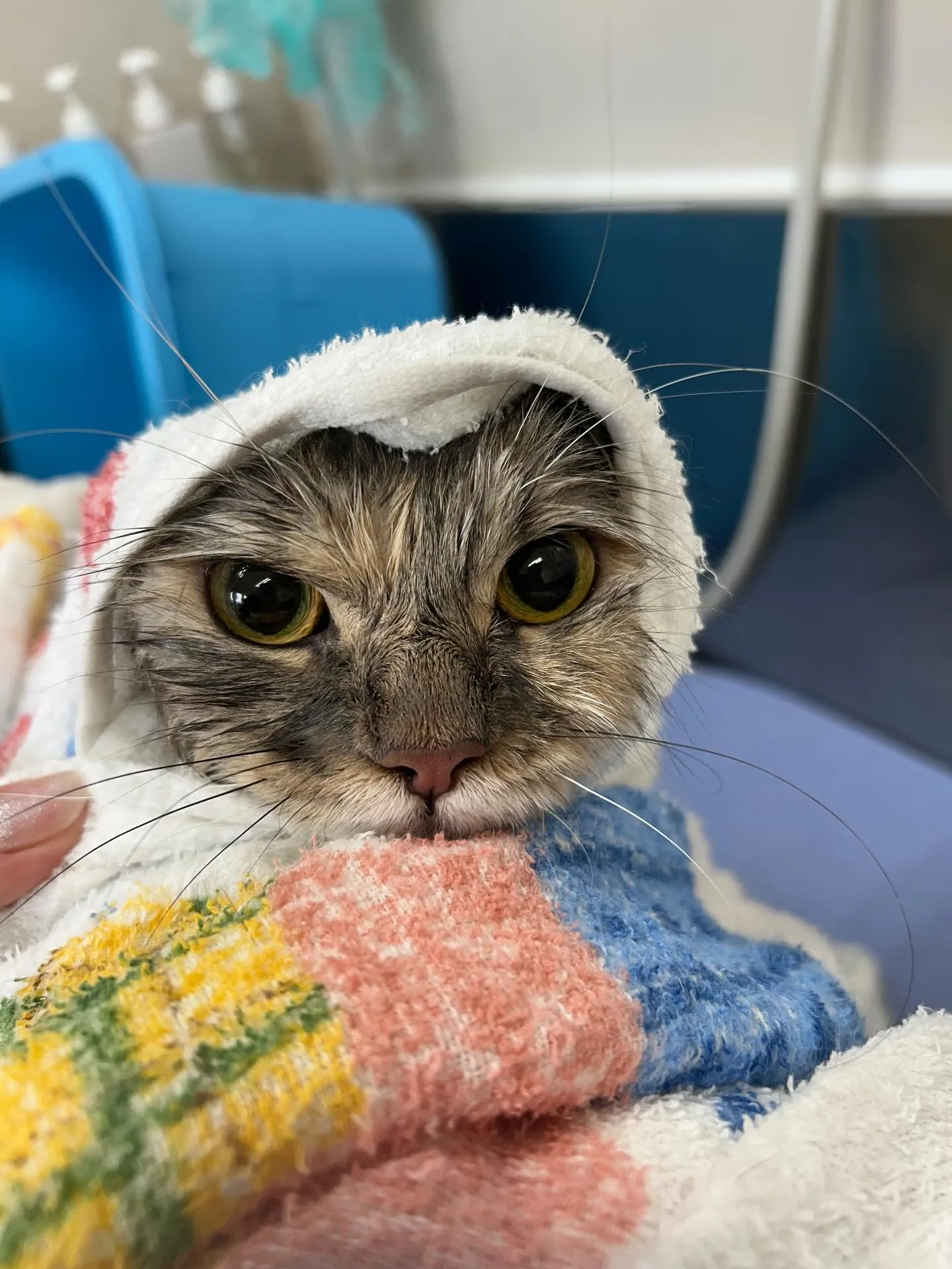 猫のトリミング✂️