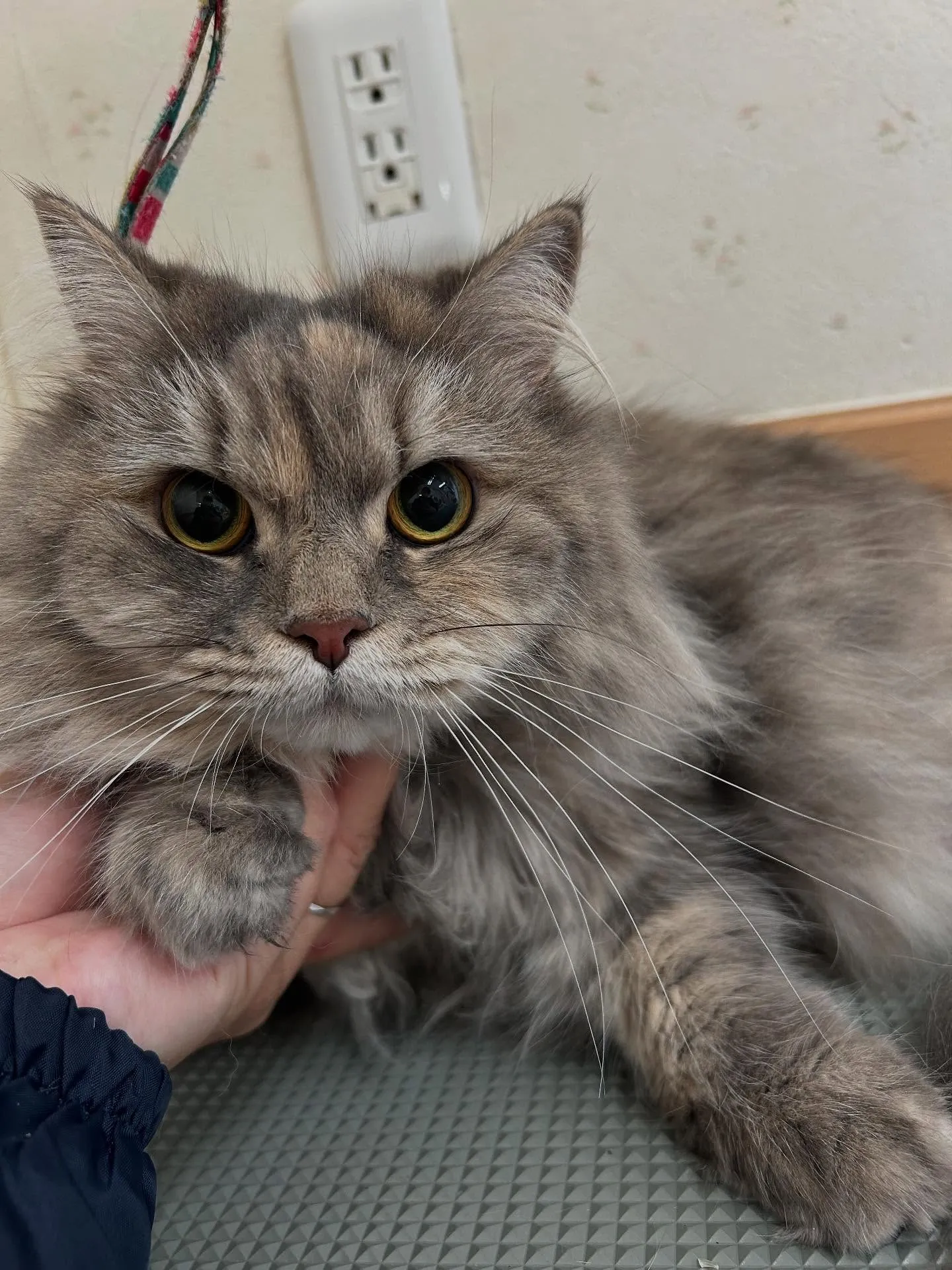 猫のトリミング✂️