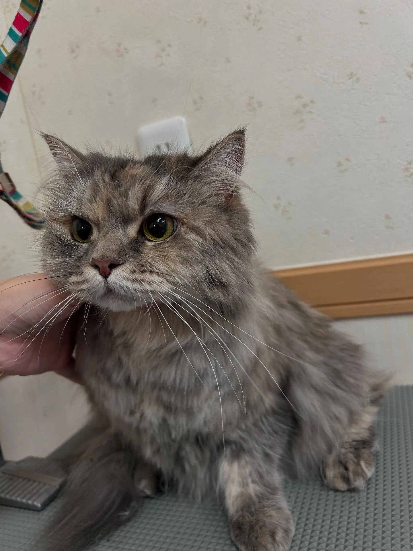 猫のトリミング✂️
