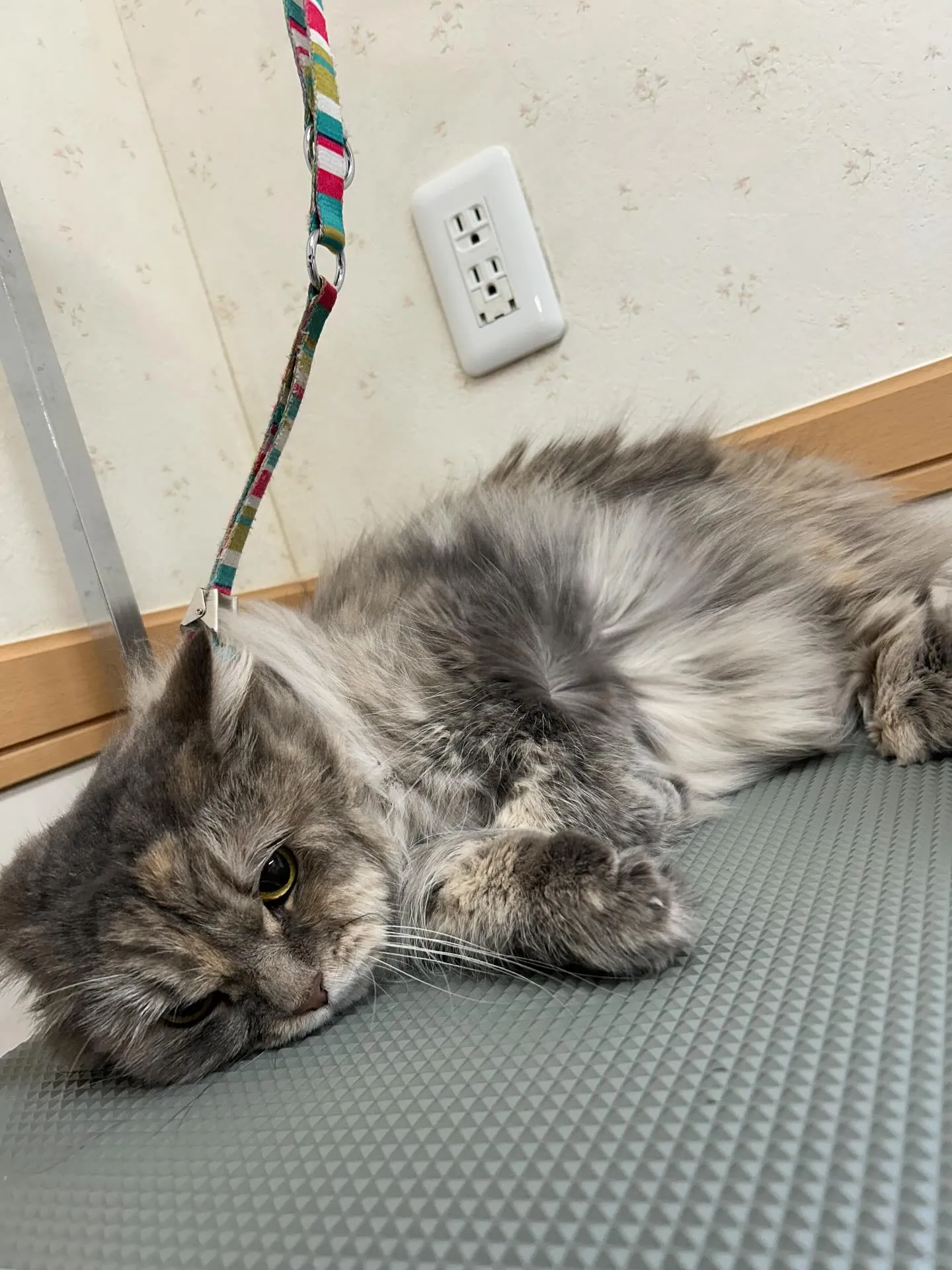 猫のトリミング✂️