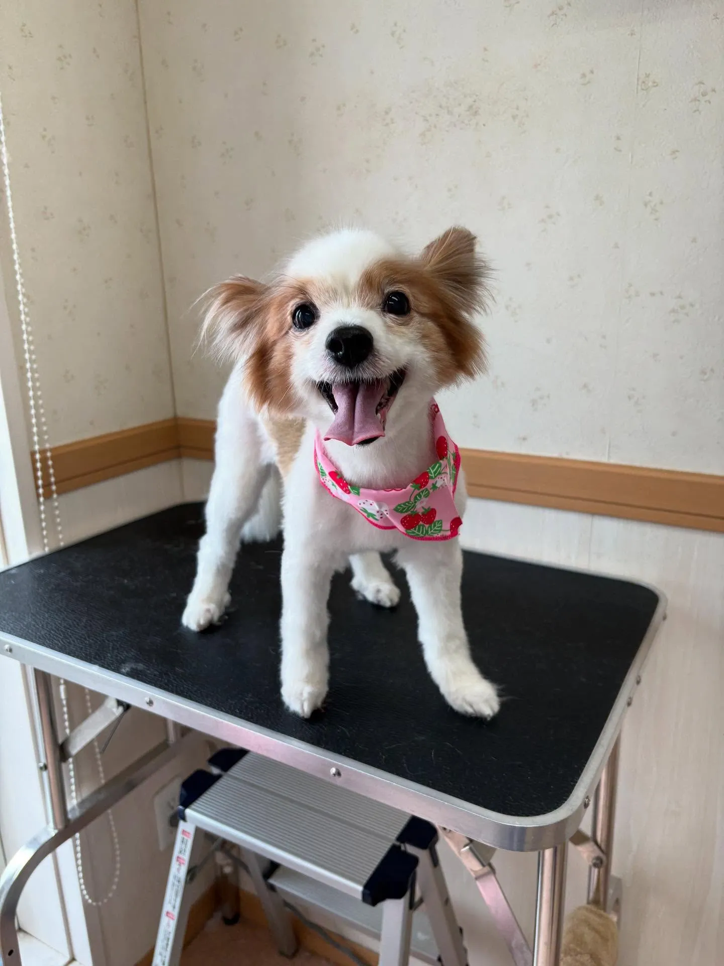 犬のトリミング✂️