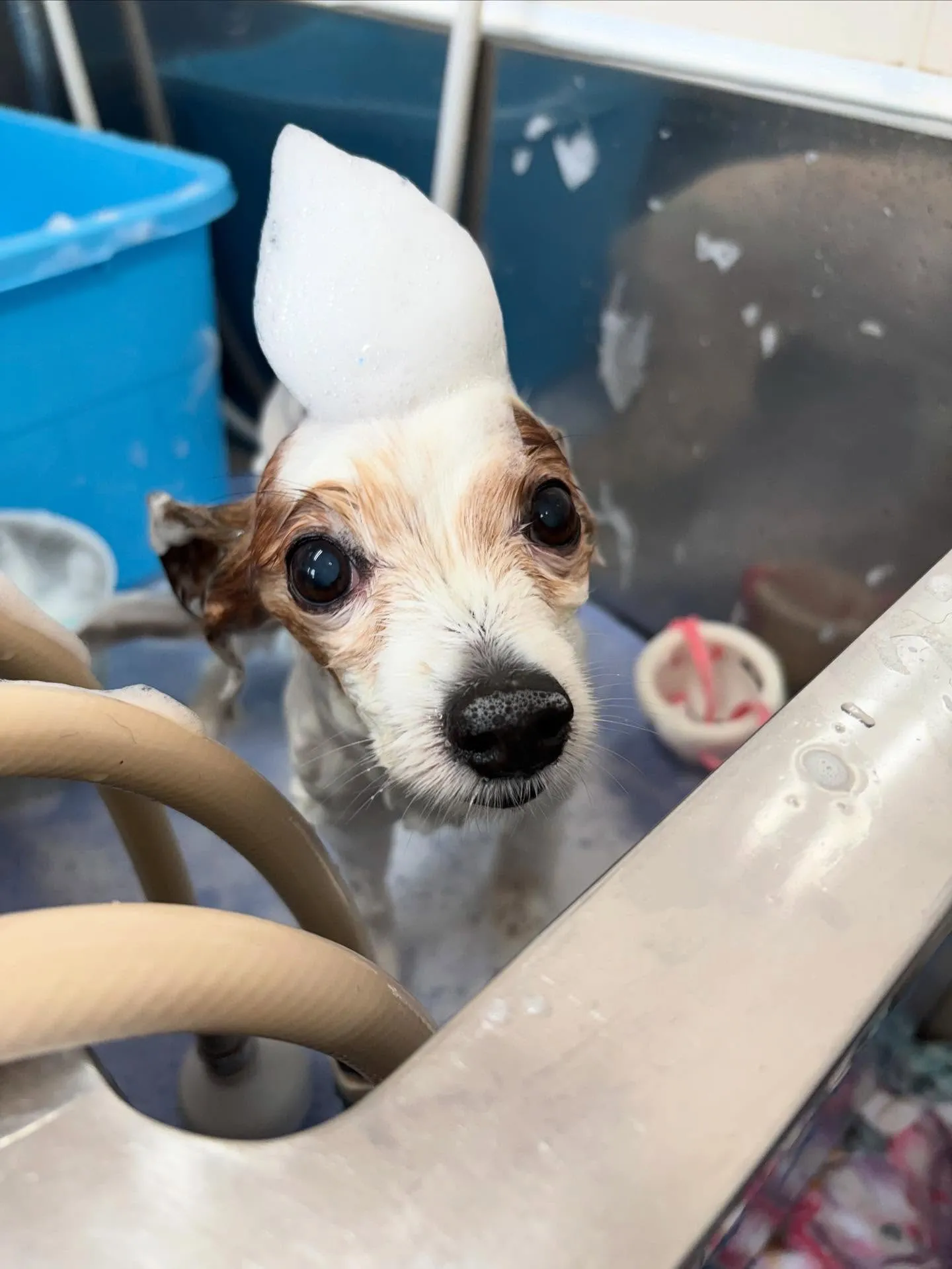 犬のトリミング✂️