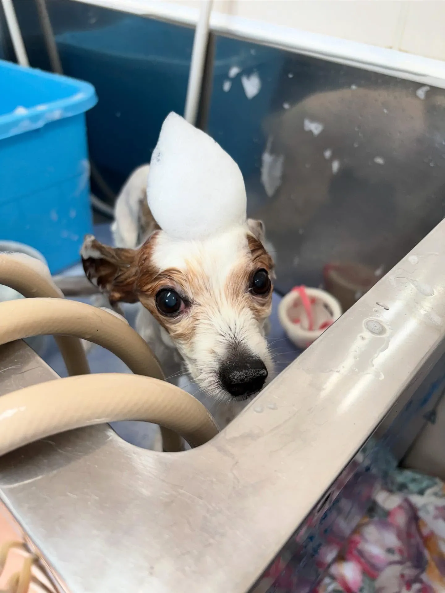 犬のトリミング✂️