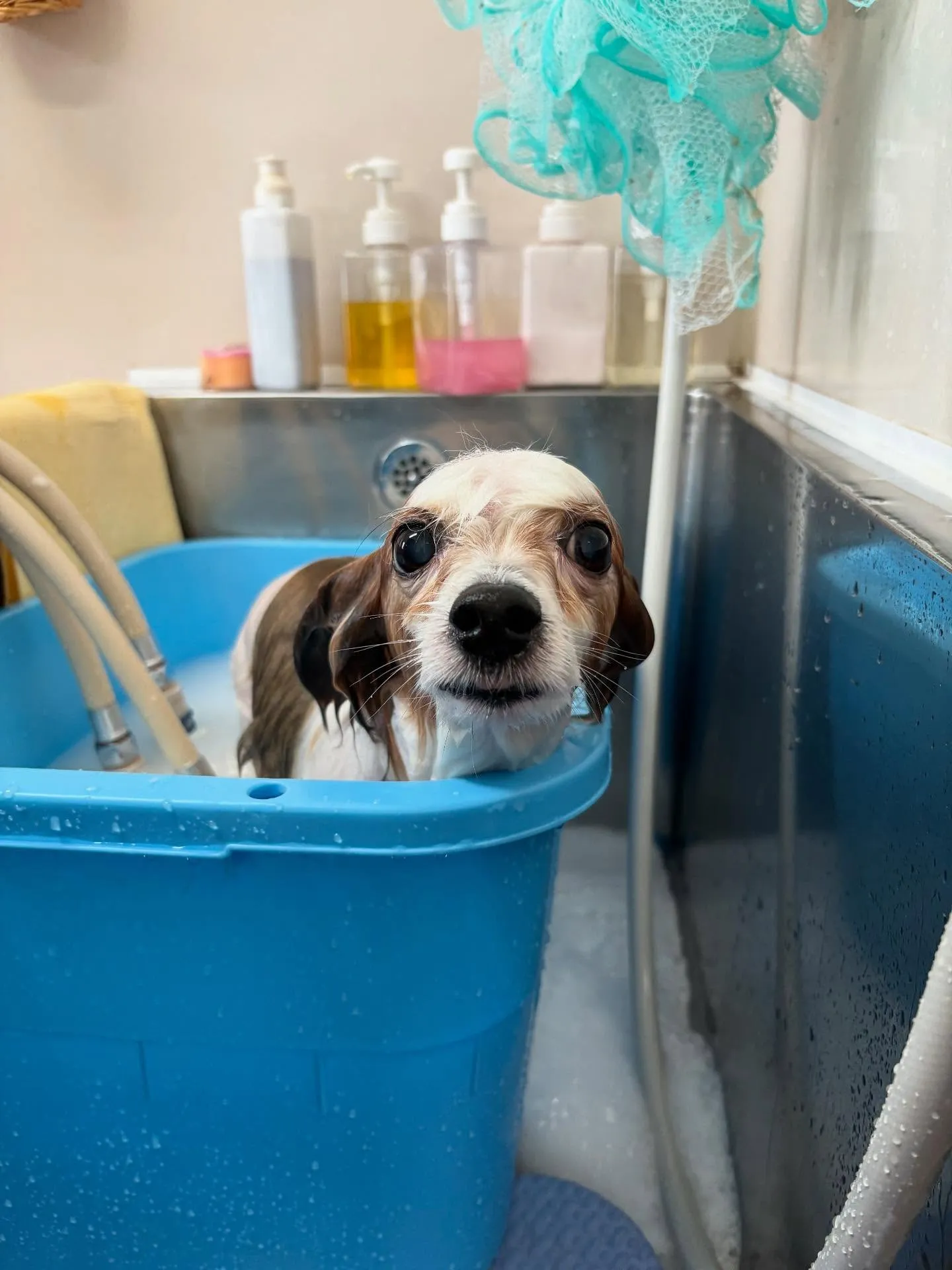 犬のトリミング✂️