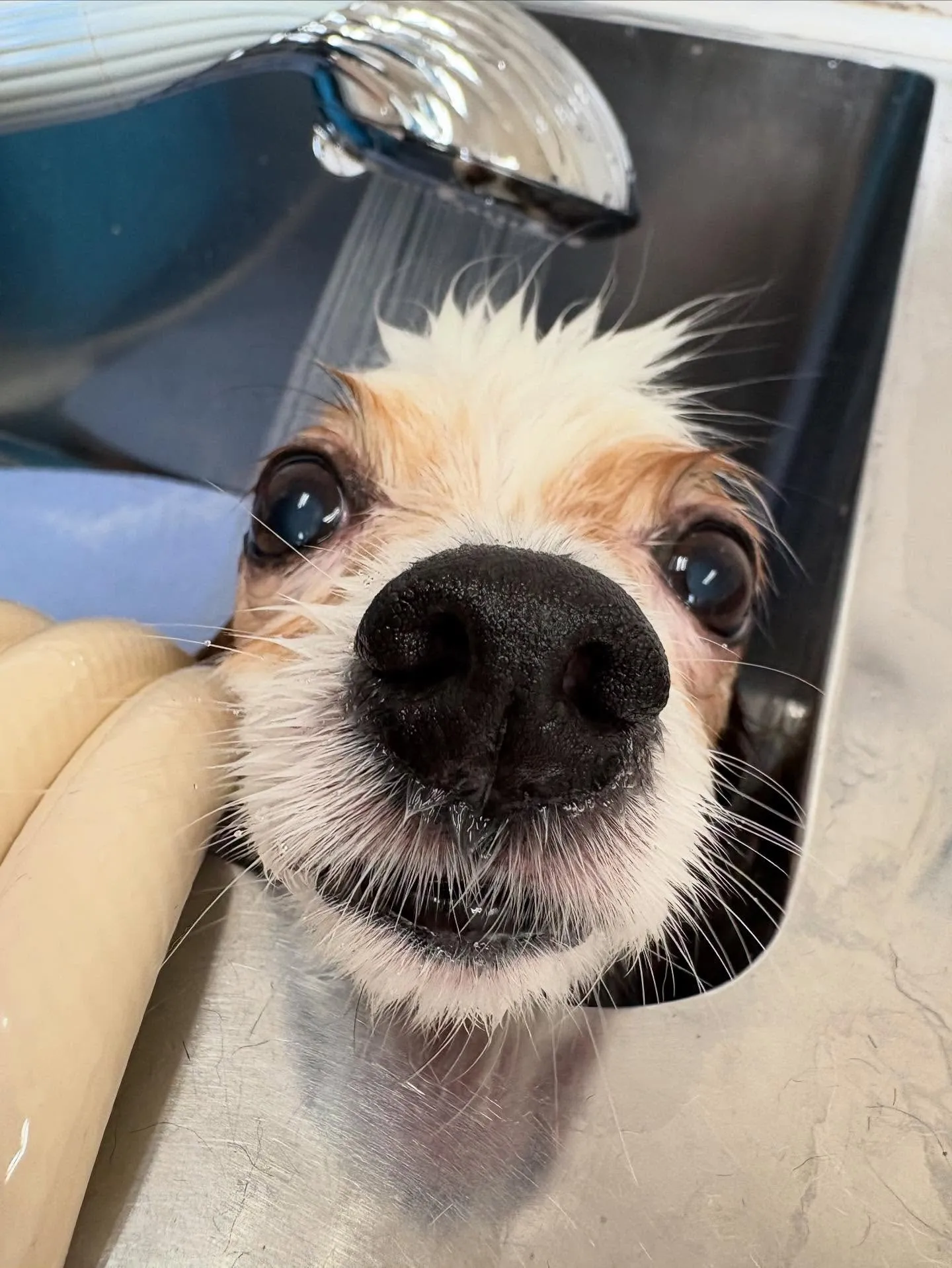 犬のトリミング✂️