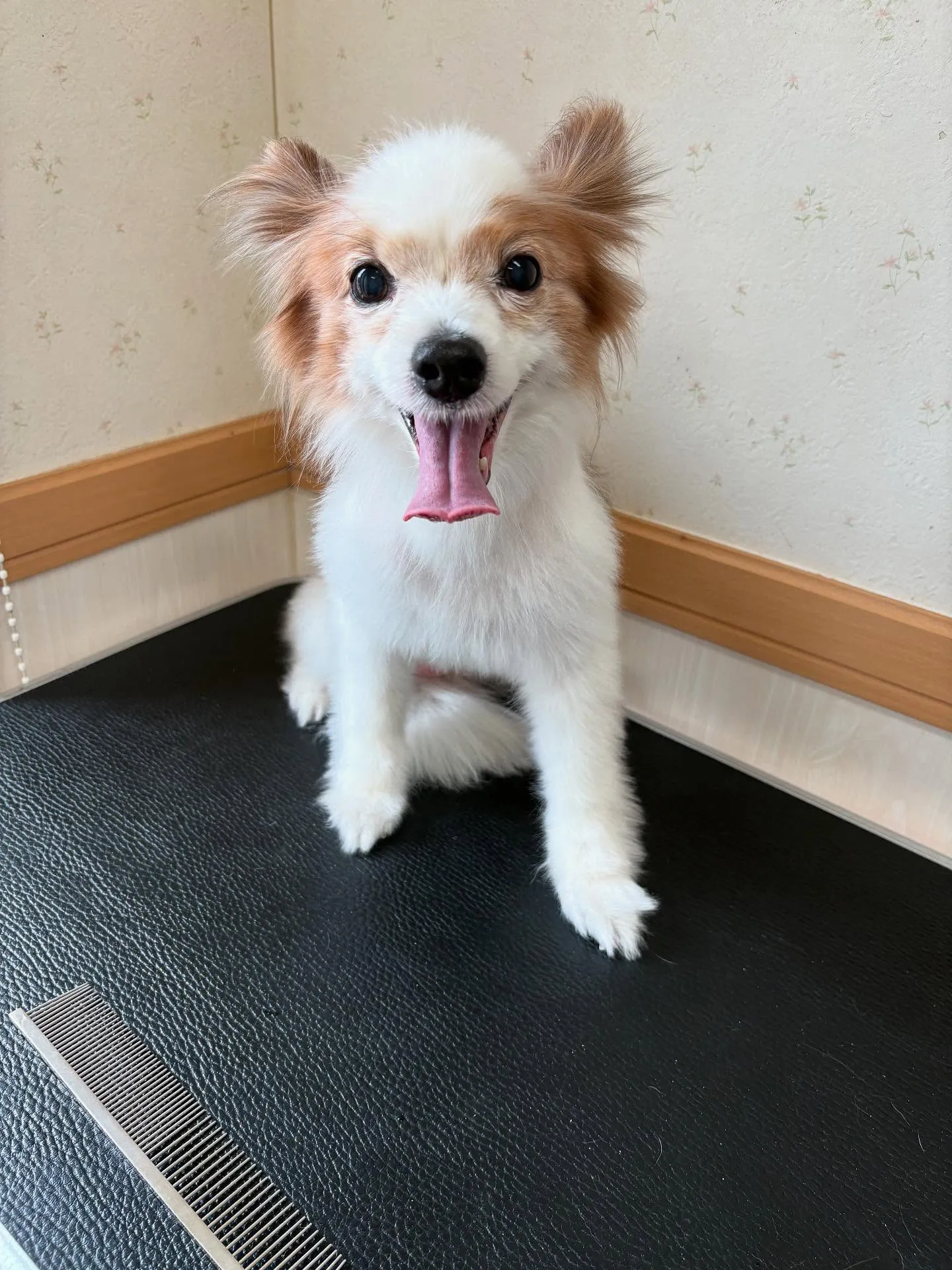 犬のトリミング✂️