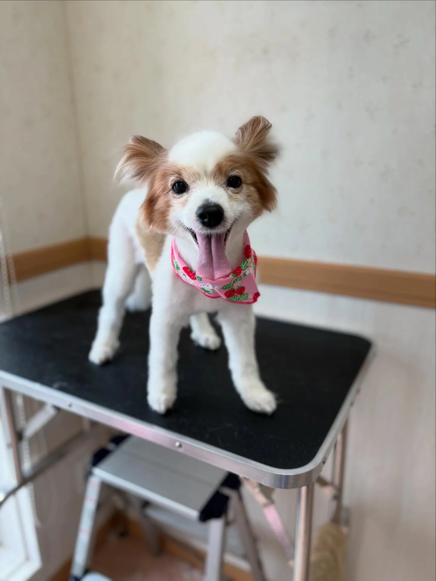 犬のトリミング✂️