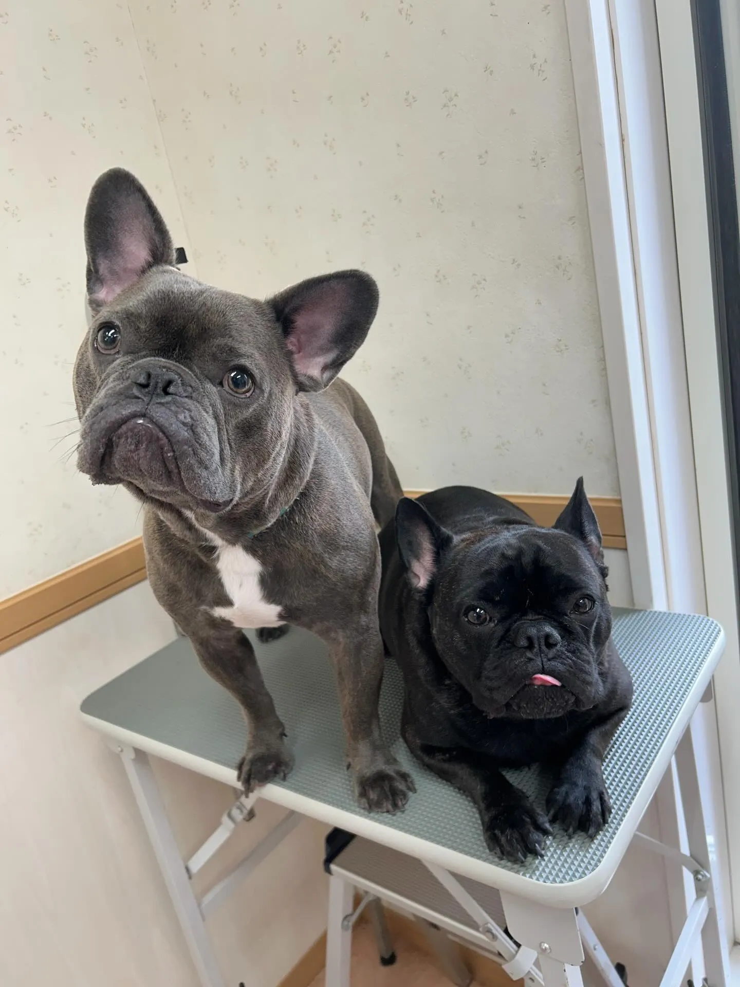犬のシャンプー🫧