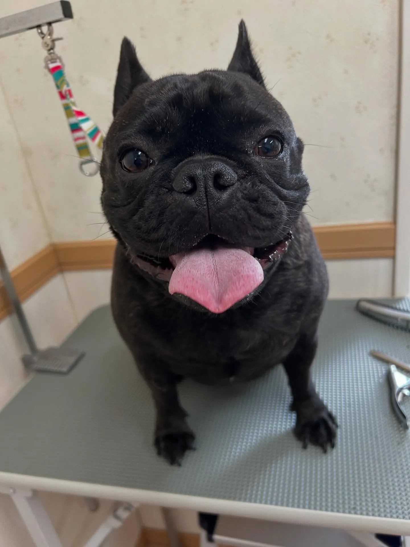 犬のシャンプー🫧