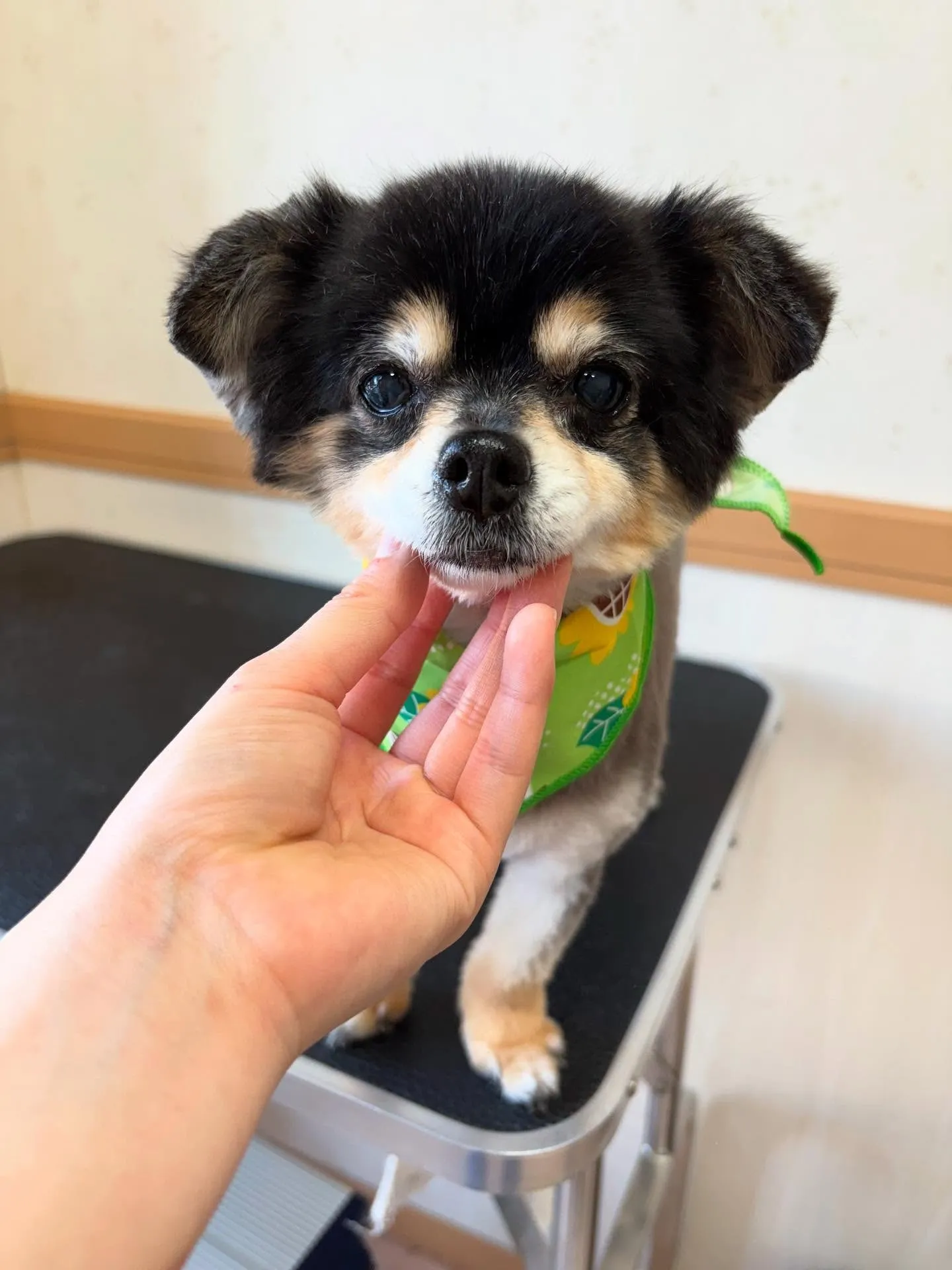 犬のトリミング✂️