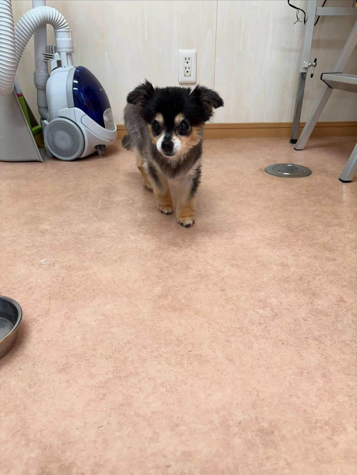 犬のトリミング✂️