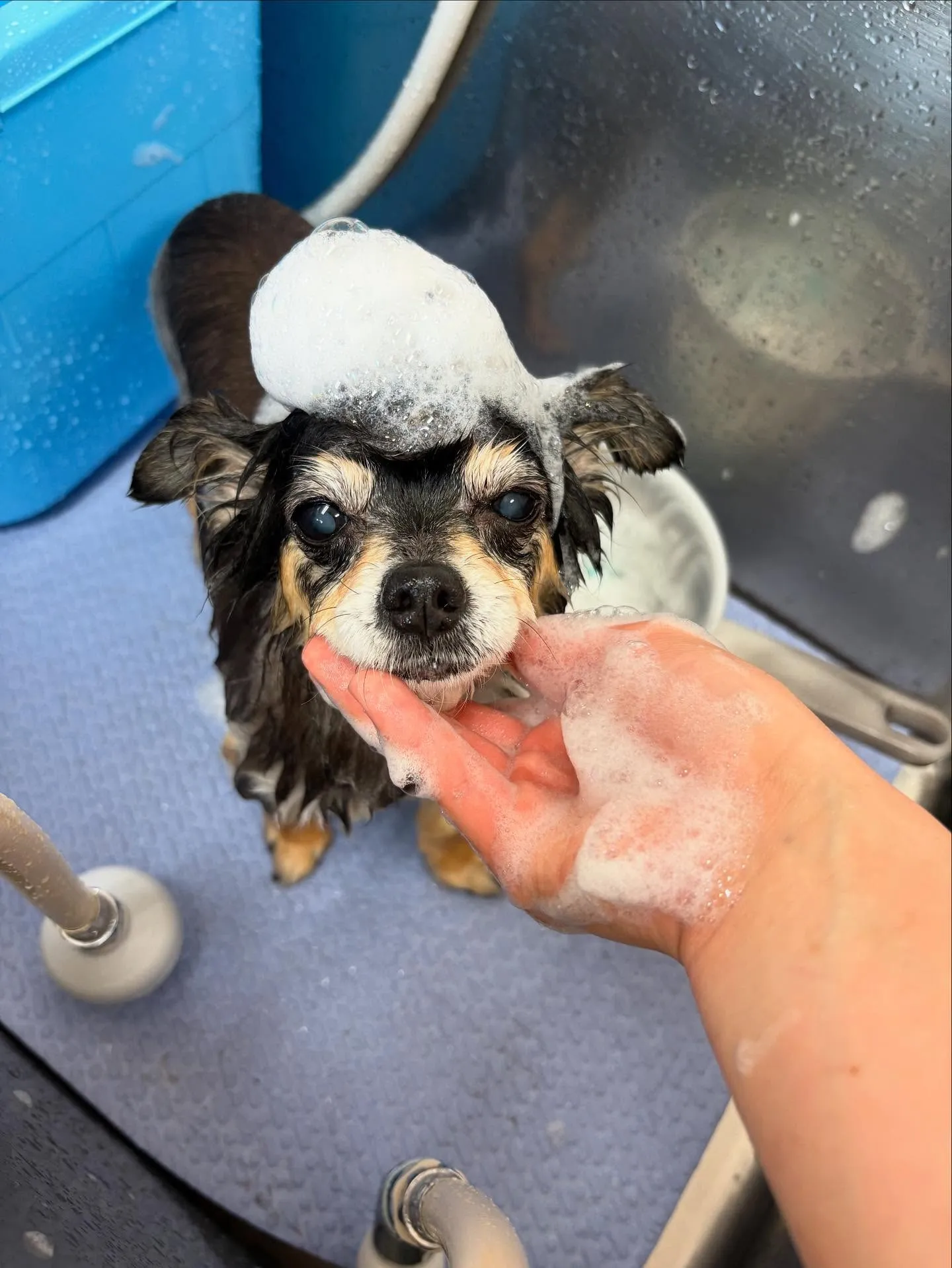 犬のトリミング✂️