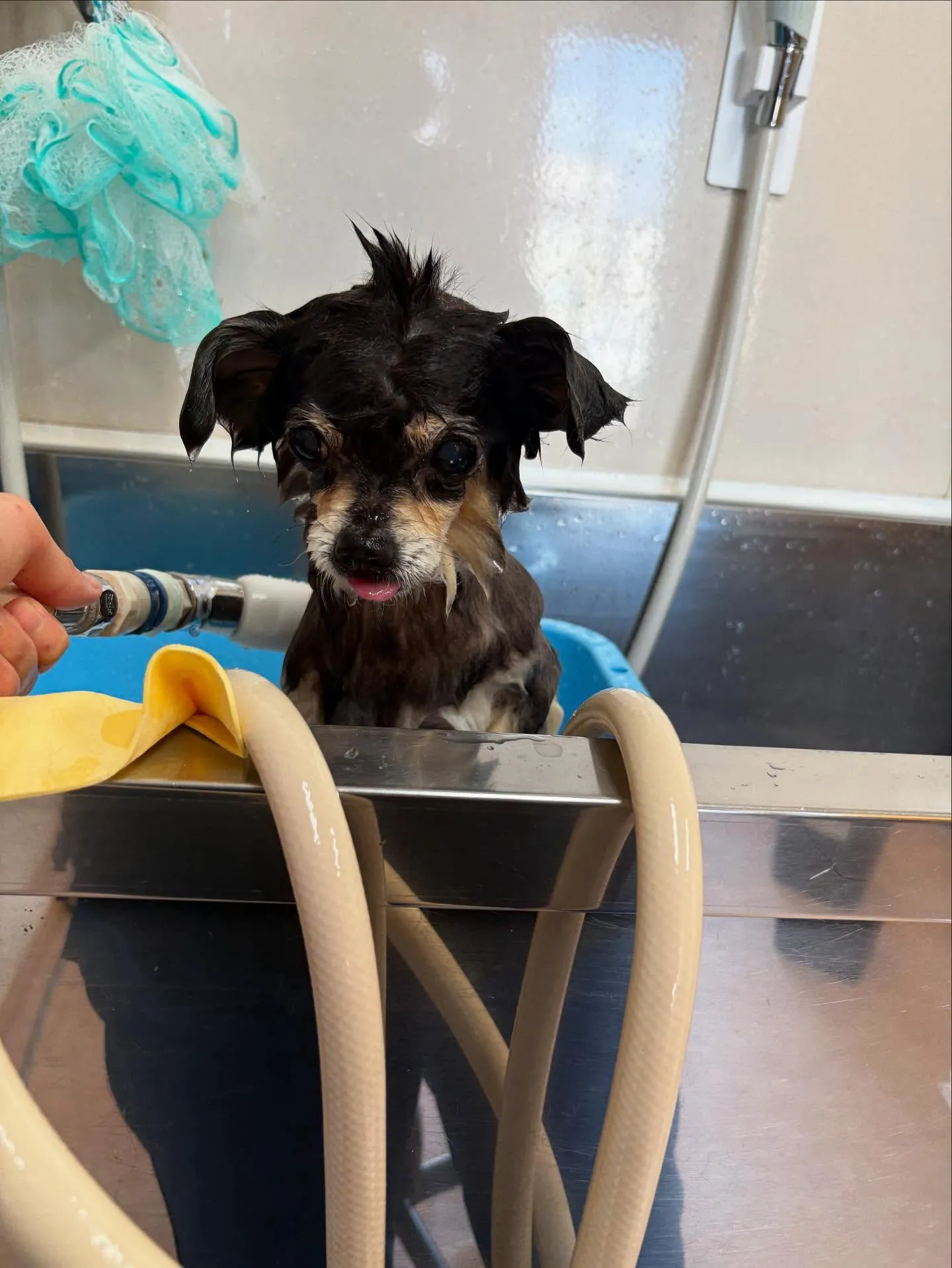 犬のトリミング✂️