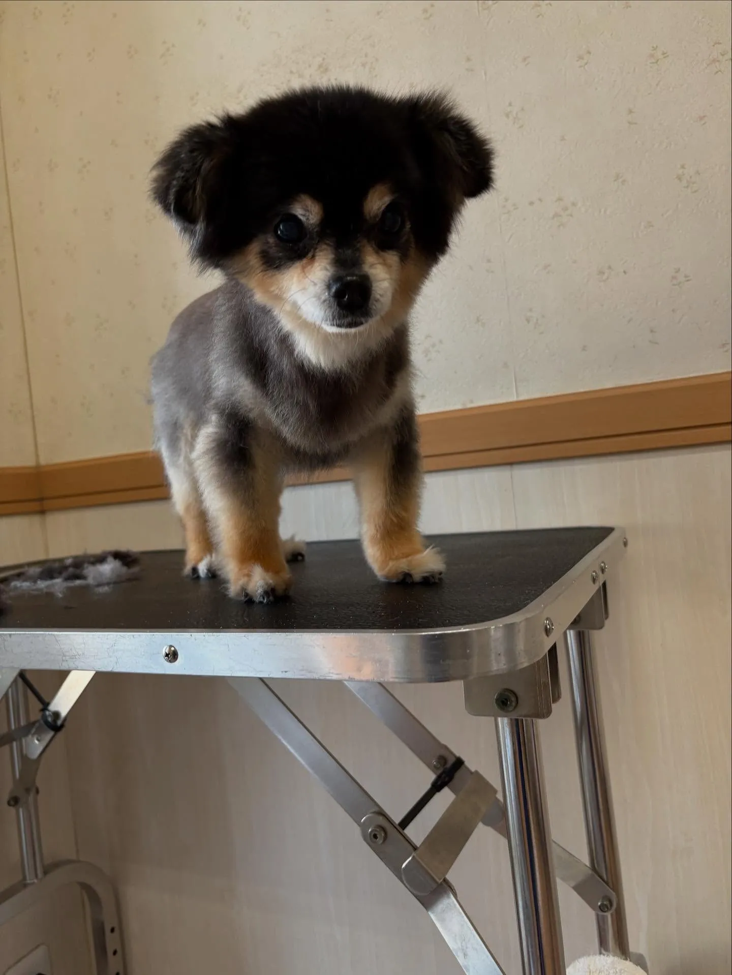 犬のトリミング✂️