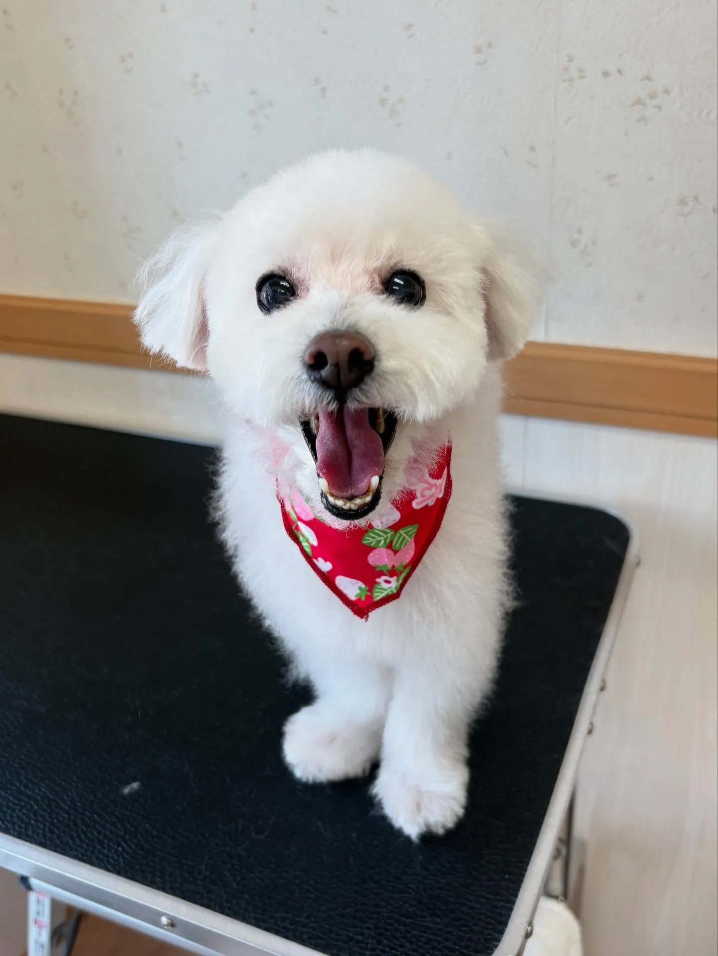犬のトリミング✂️