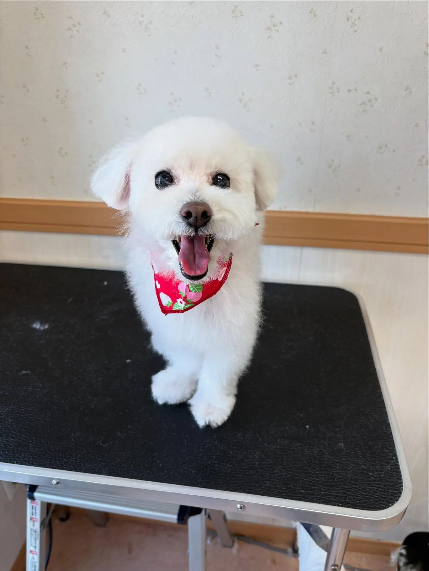 犬のトリミング✂️