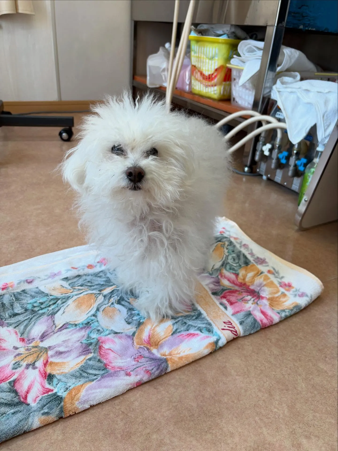 犬のトリミング✂️