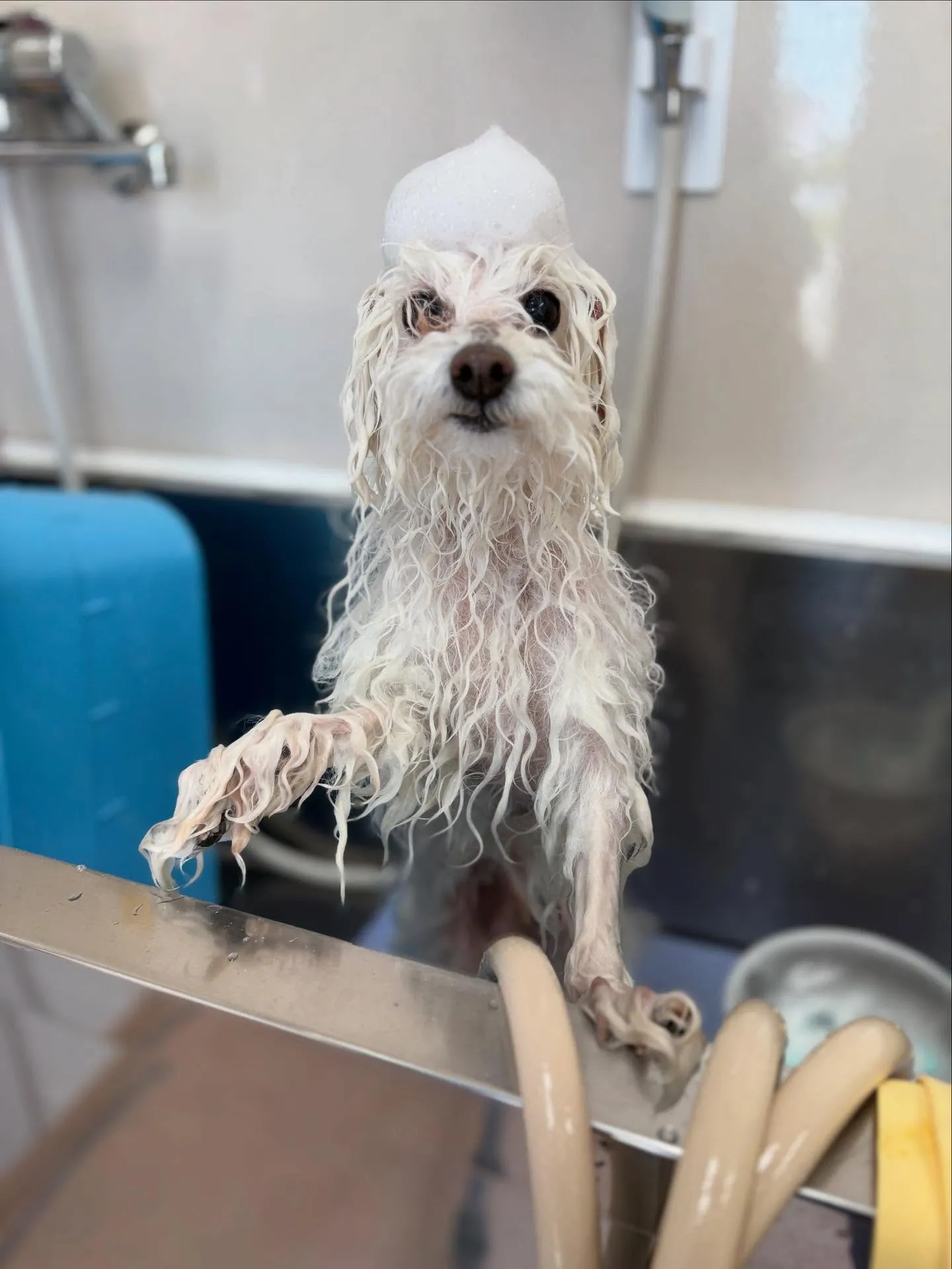 犬のトリミング✂️