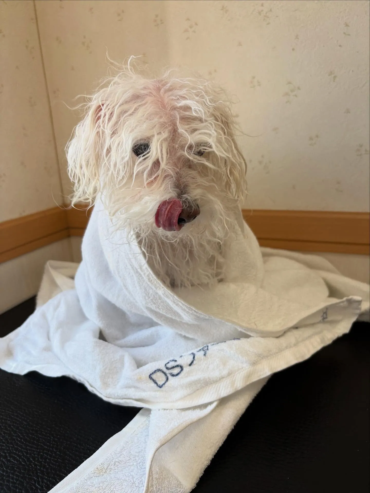 犬のトリミング✂️